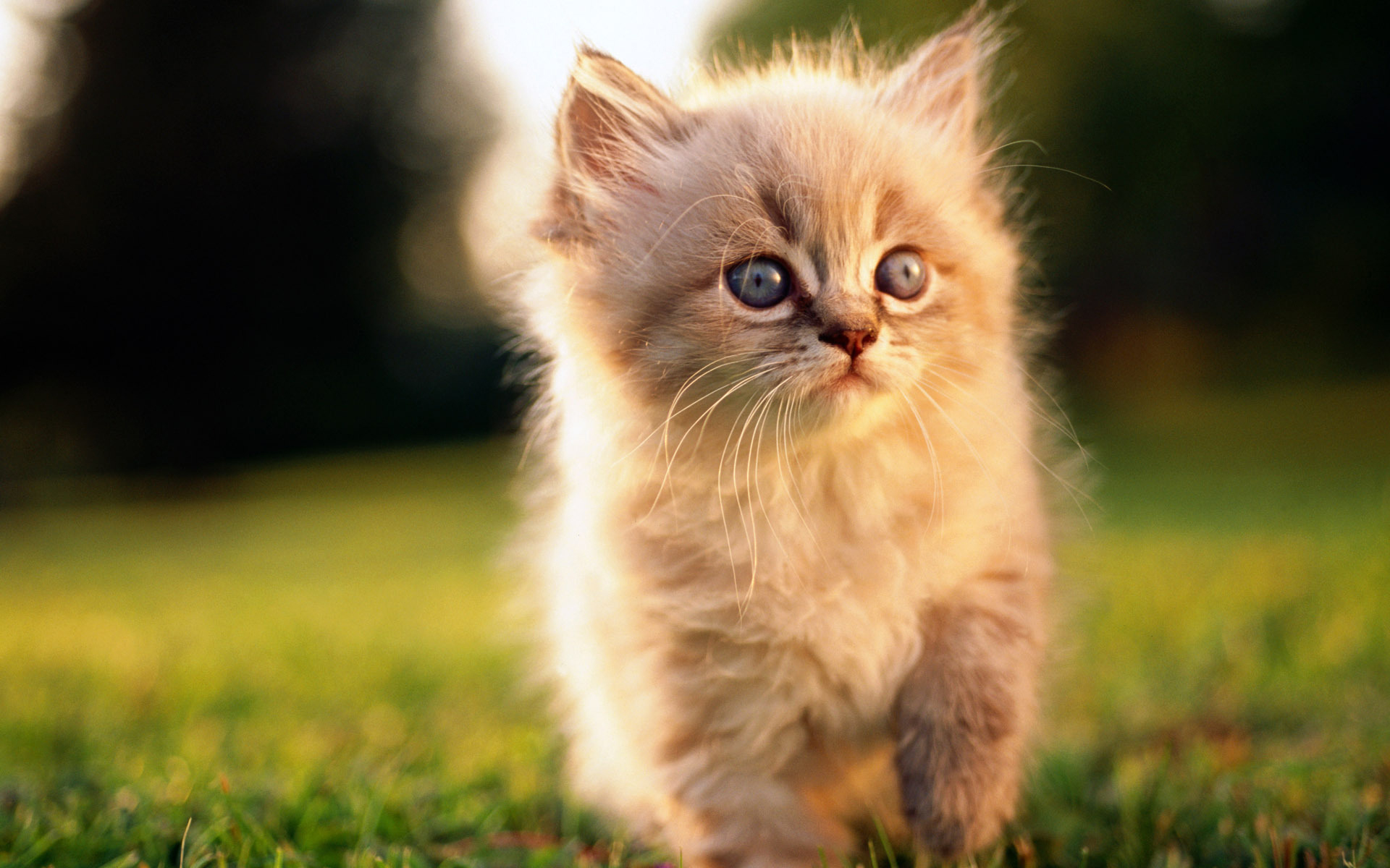 Download mobile wallpaper Cats, Cat, Animal for free.