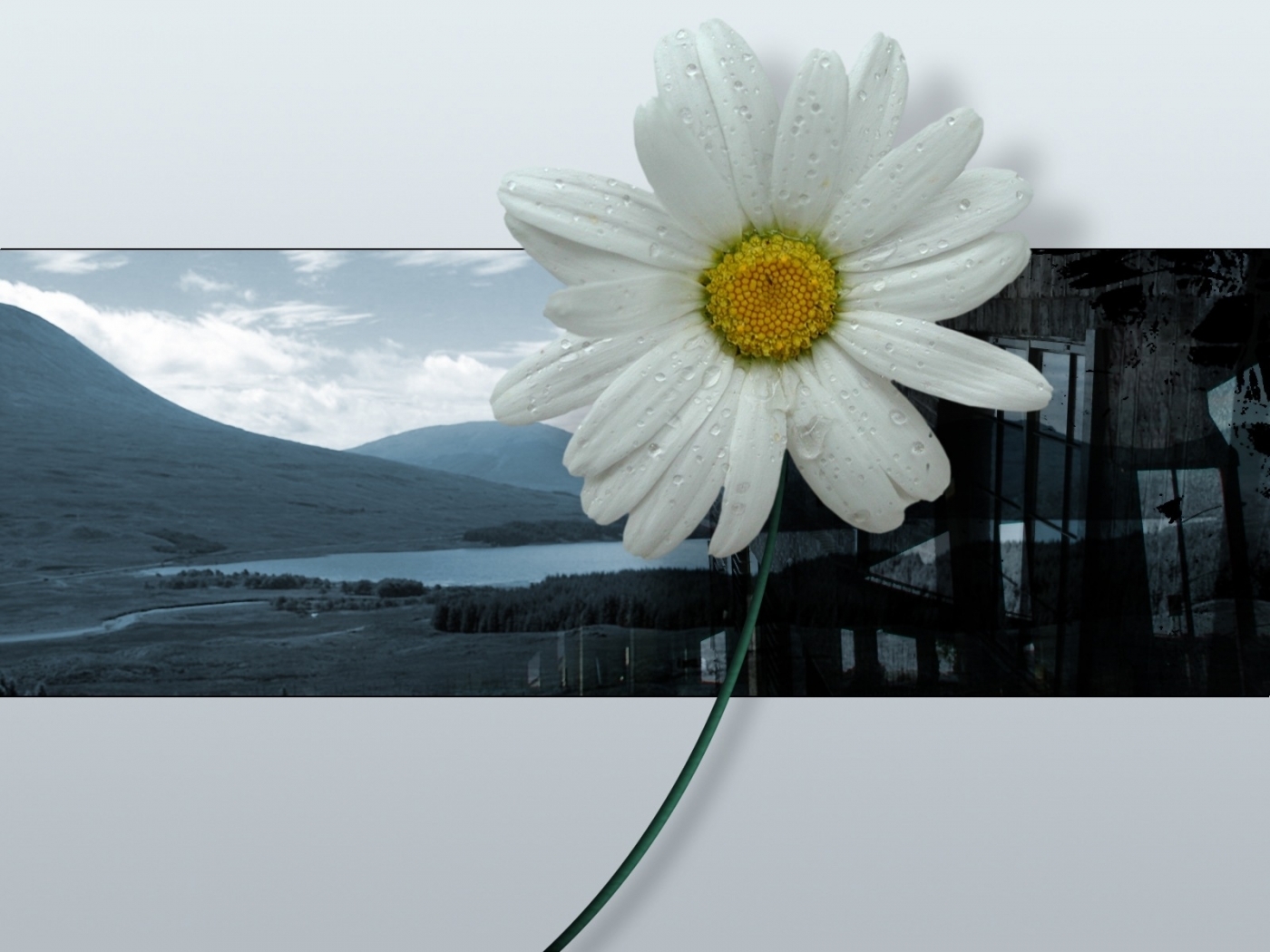 Скачать обои бесплатно Цветы, Растения картинка на рабочий стол ПК