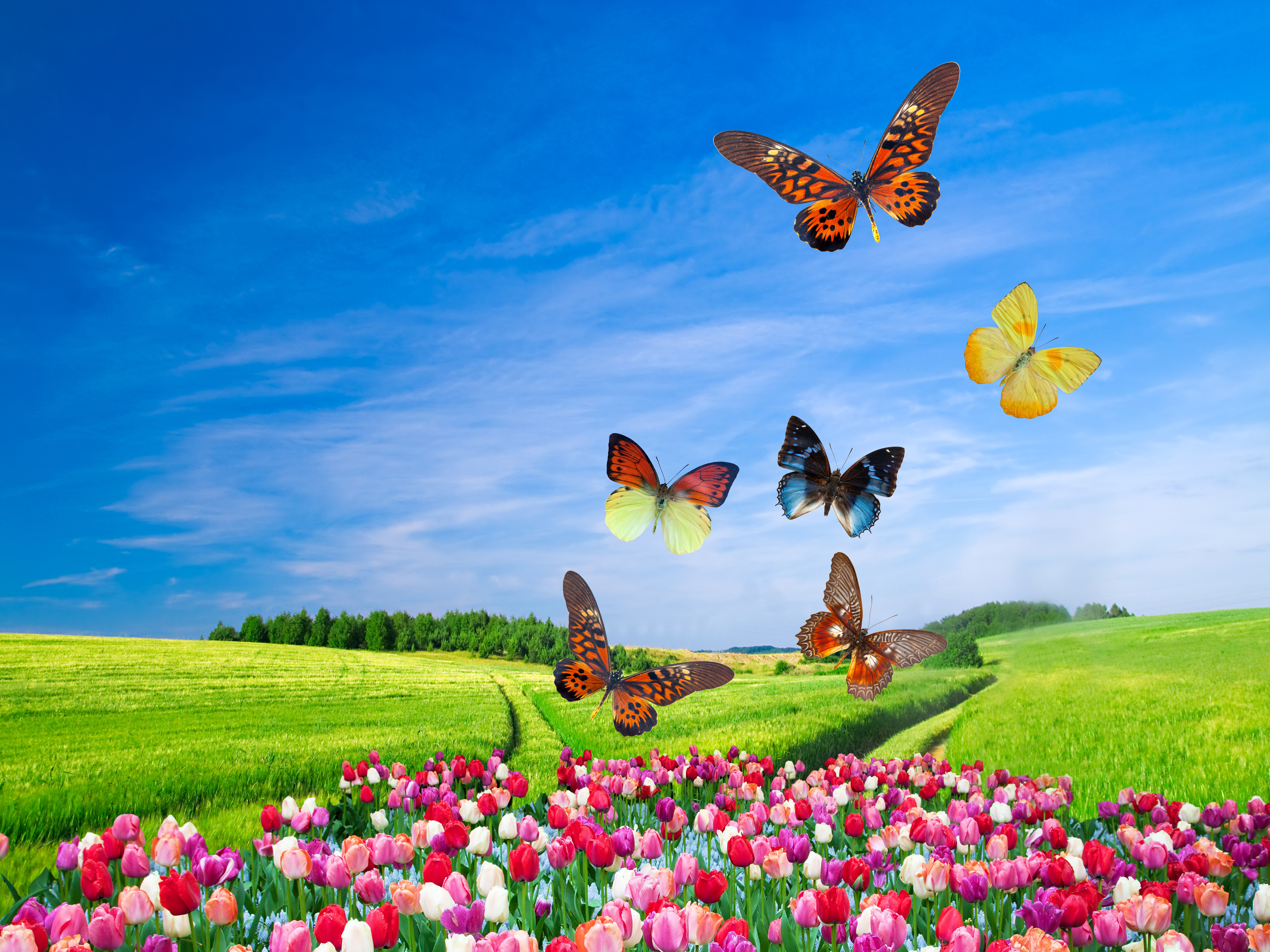 Скачать обои бесплатно Поле, Бабочка, Весна, Тюльпан, Художественные картинка на рабочий стол ПК