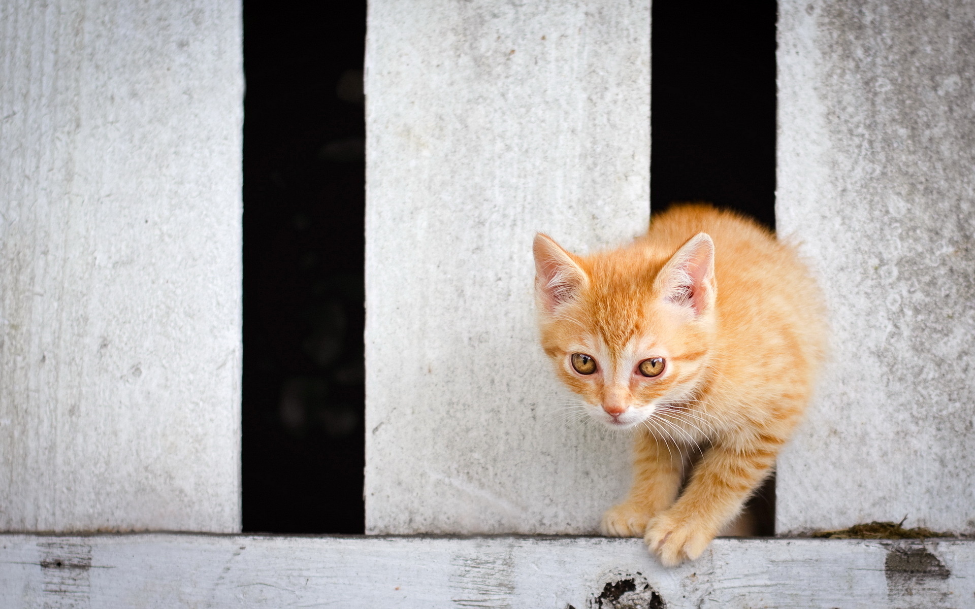 Baixar papel de parede para celular de Animais, Gatos, Gato gratuito.