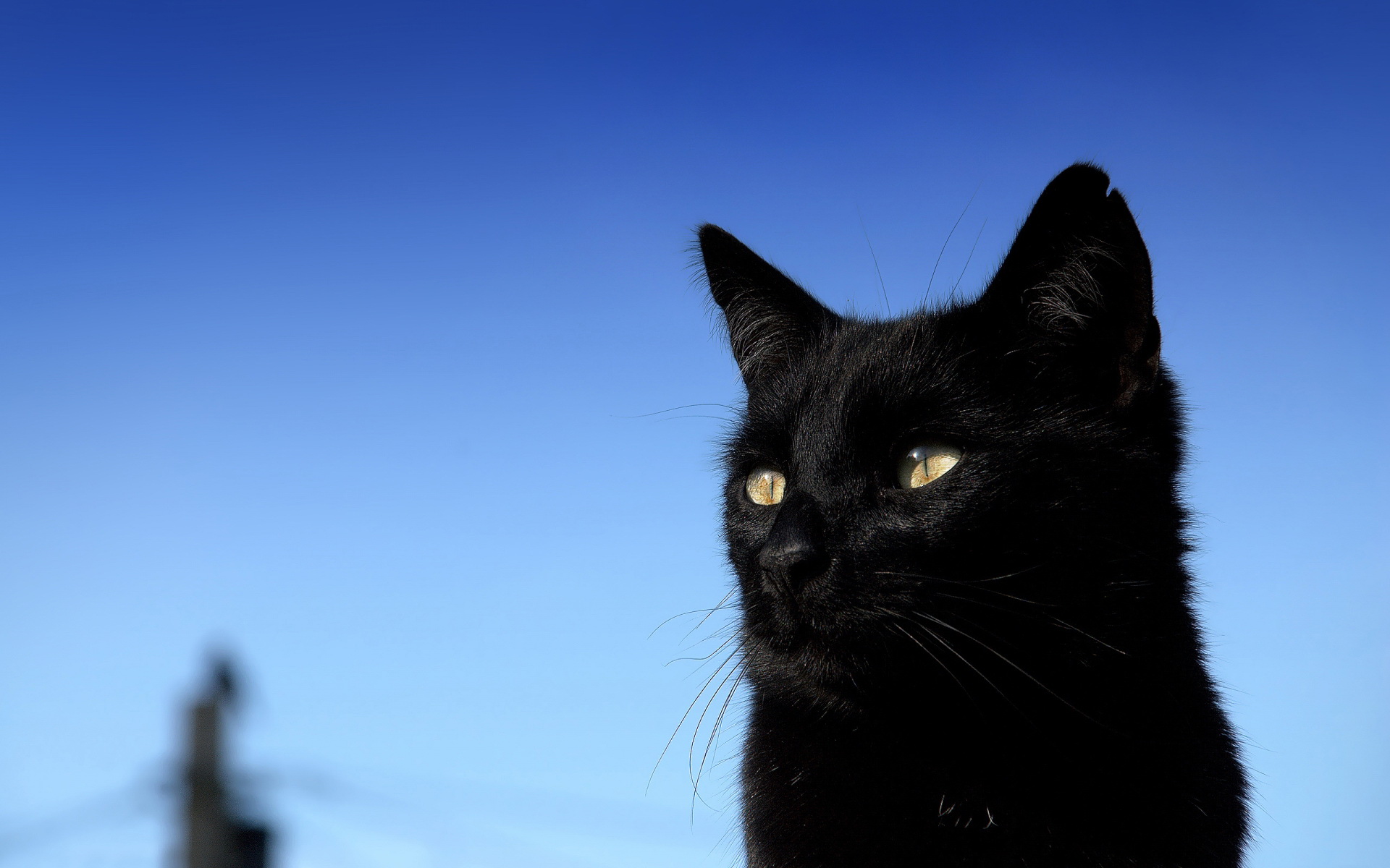 Baixe gratuitamente a imagem Animais, Gatos, Gato na área de trabalho do seu PC