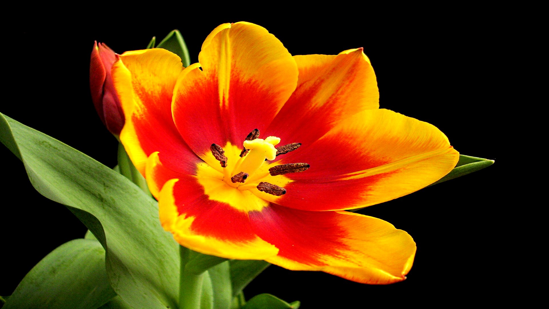 Descarga gratuita de fondo de pantalla para móvil de Tulipán, Flores, Tierra/naturaleza.