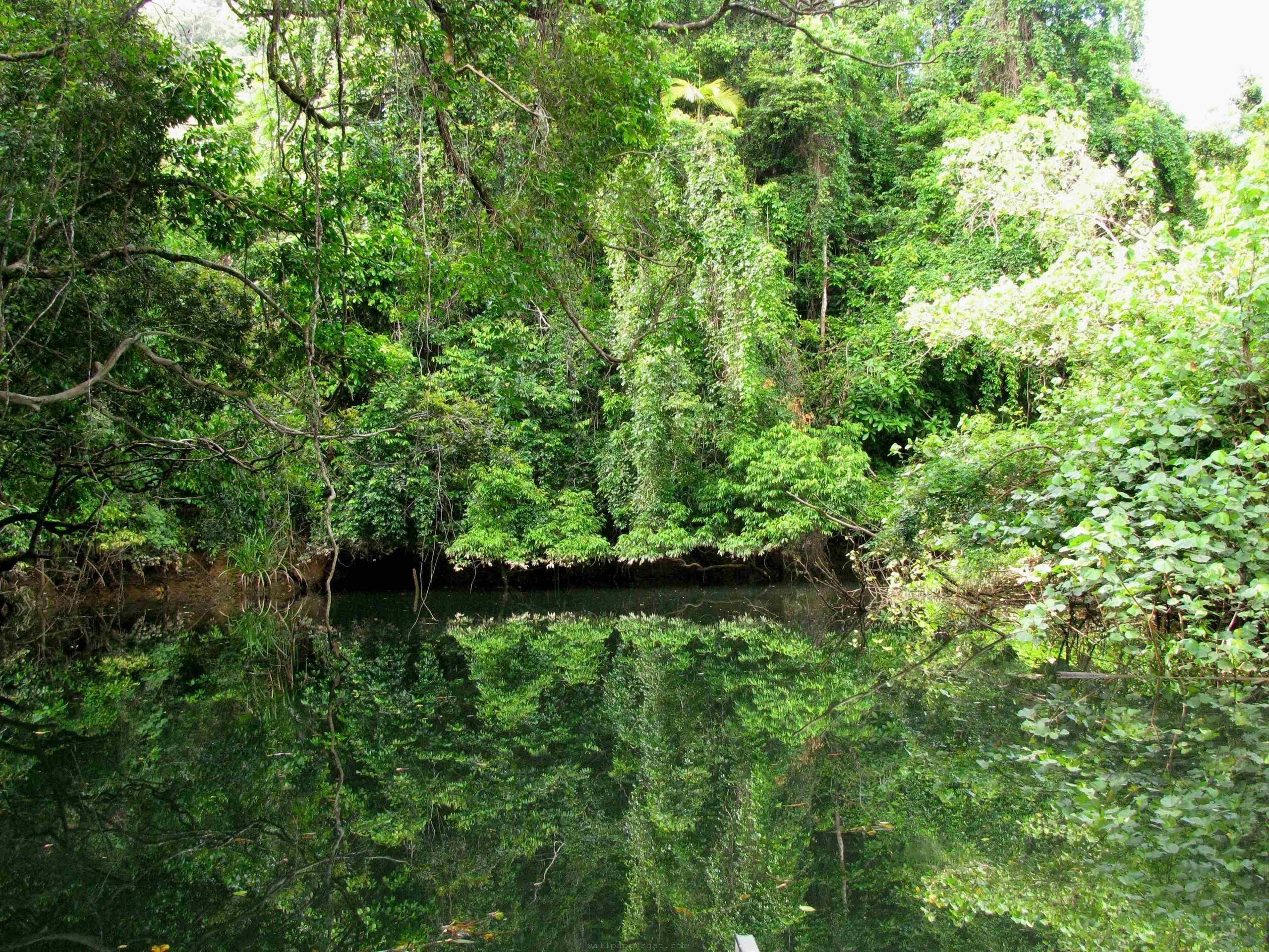 607659 baixar imagens terra/natureza, floresta tropical de daintree, floresta - papéis de parede e protetores de tela gratuitamente