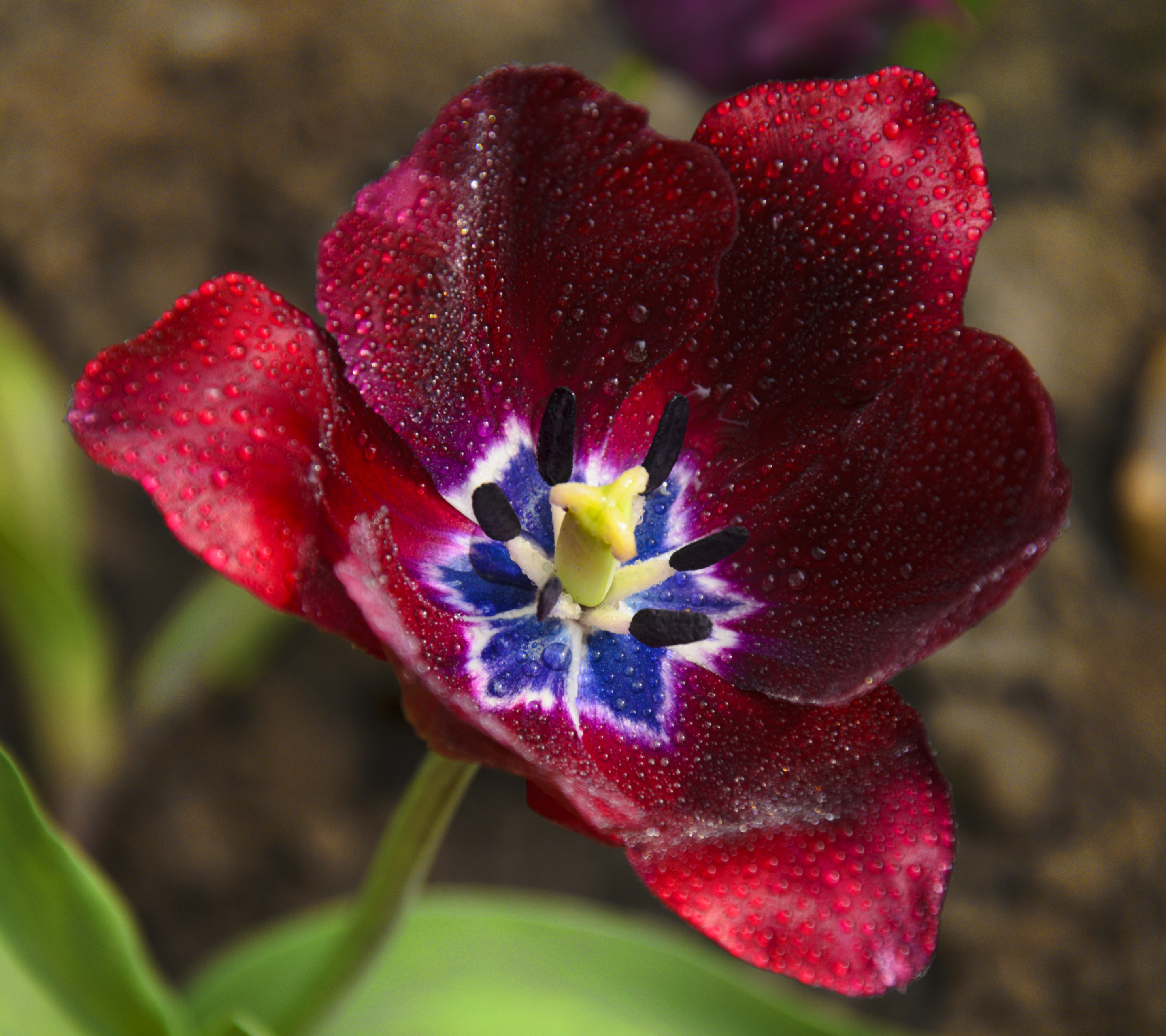Téléchargez gratuitement l'image Fleurs, Tulipe, Terre/nature sur le bureau de votre PC