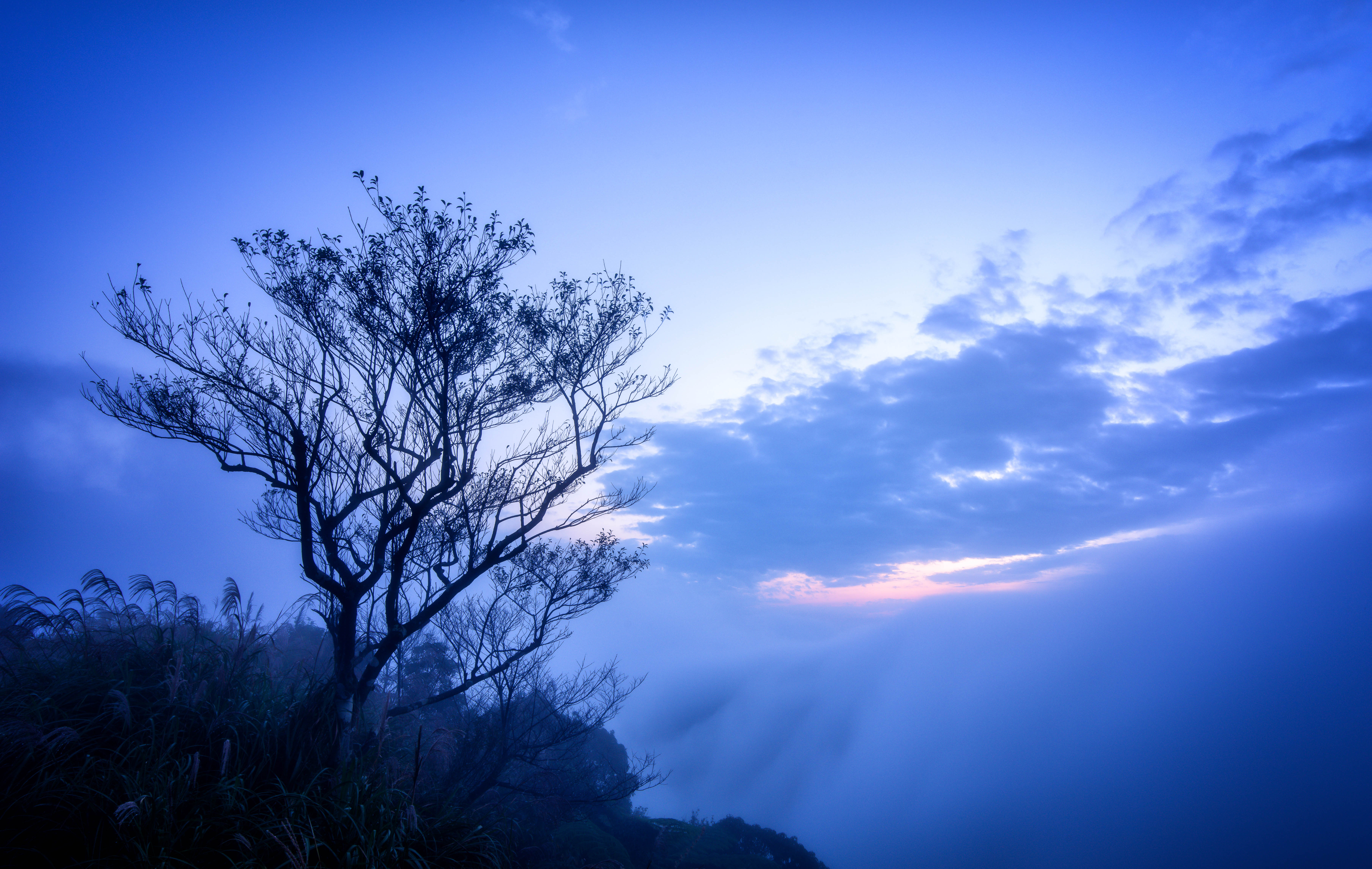 Скачать картинку Природа, Туман, Облака, Ветки, Дерево, Небо в телефон бесплатно.