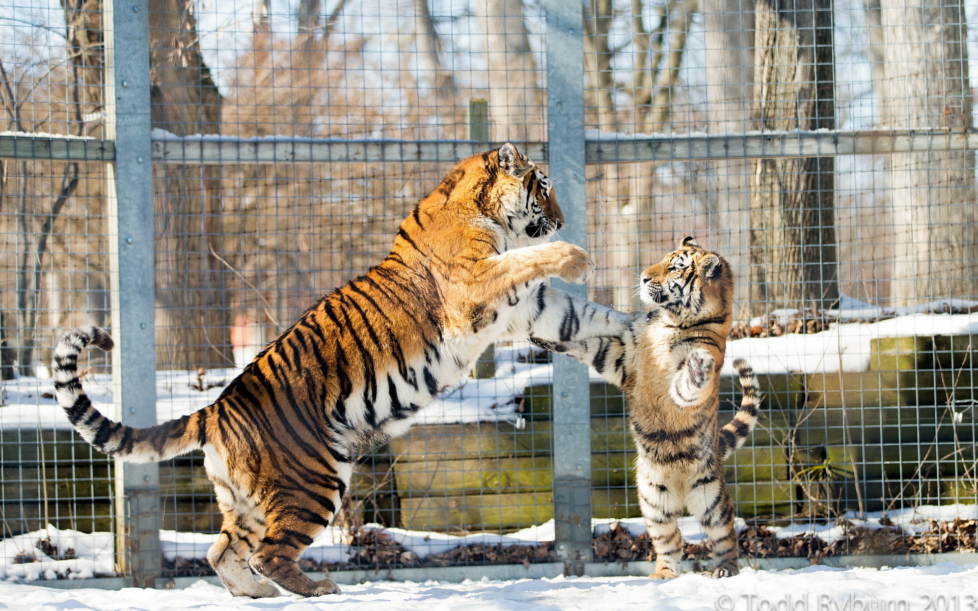 Descarga gratuita de fondo de pantalla para móvil de Animales, Gatos, Tigre.