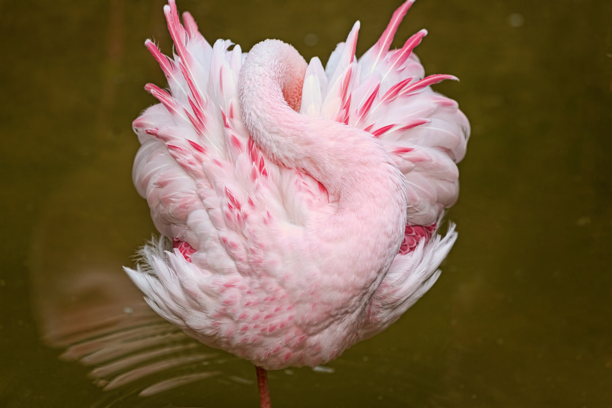 Скачать обои бесплатно Сон, Животные, Птица, Фламинго, Розовый картинка на рабочий стол ПК