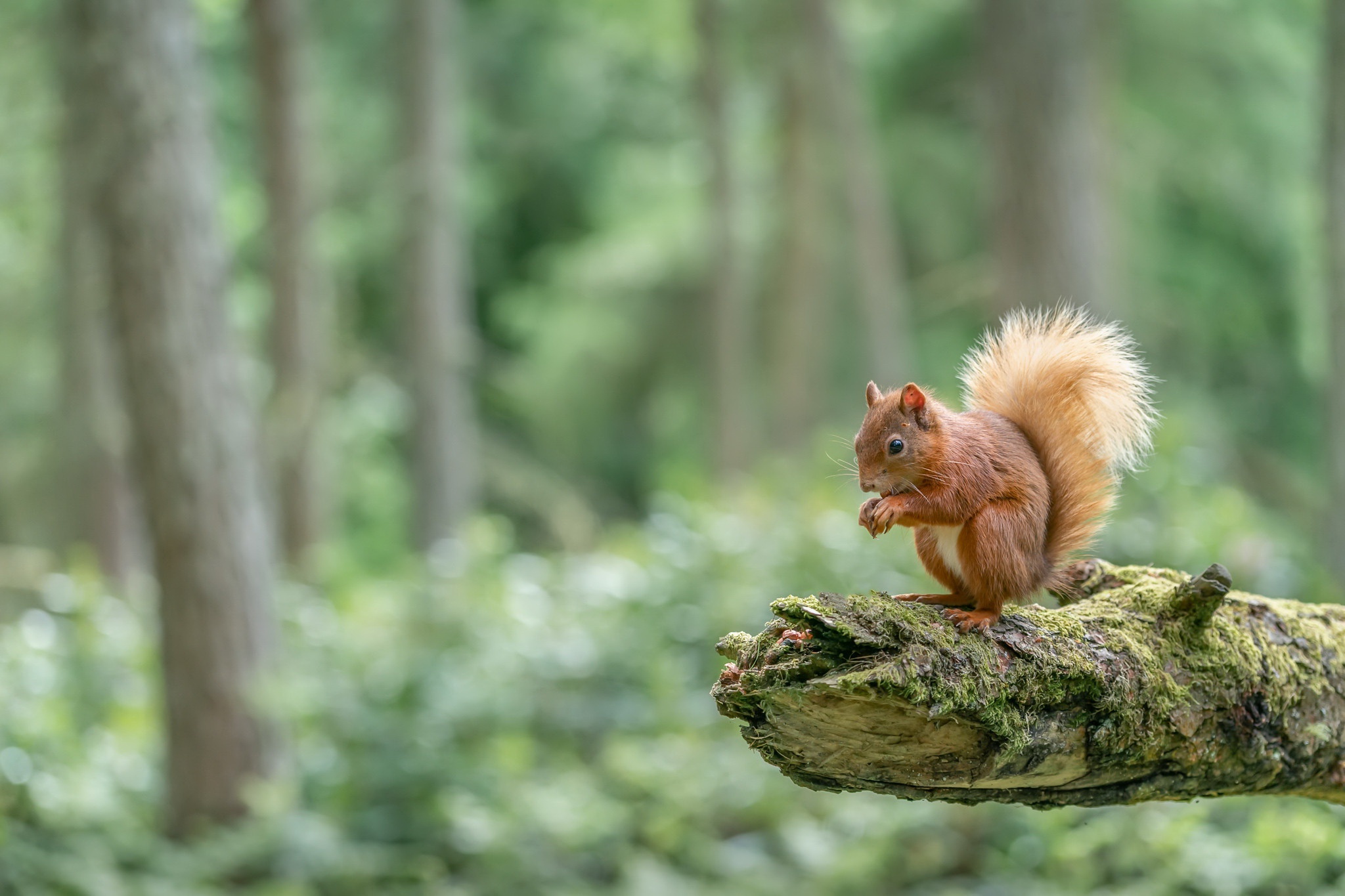 Free download wallpaper Squirrel, Animal, Rodent, Depth Of Field on your PC desktop