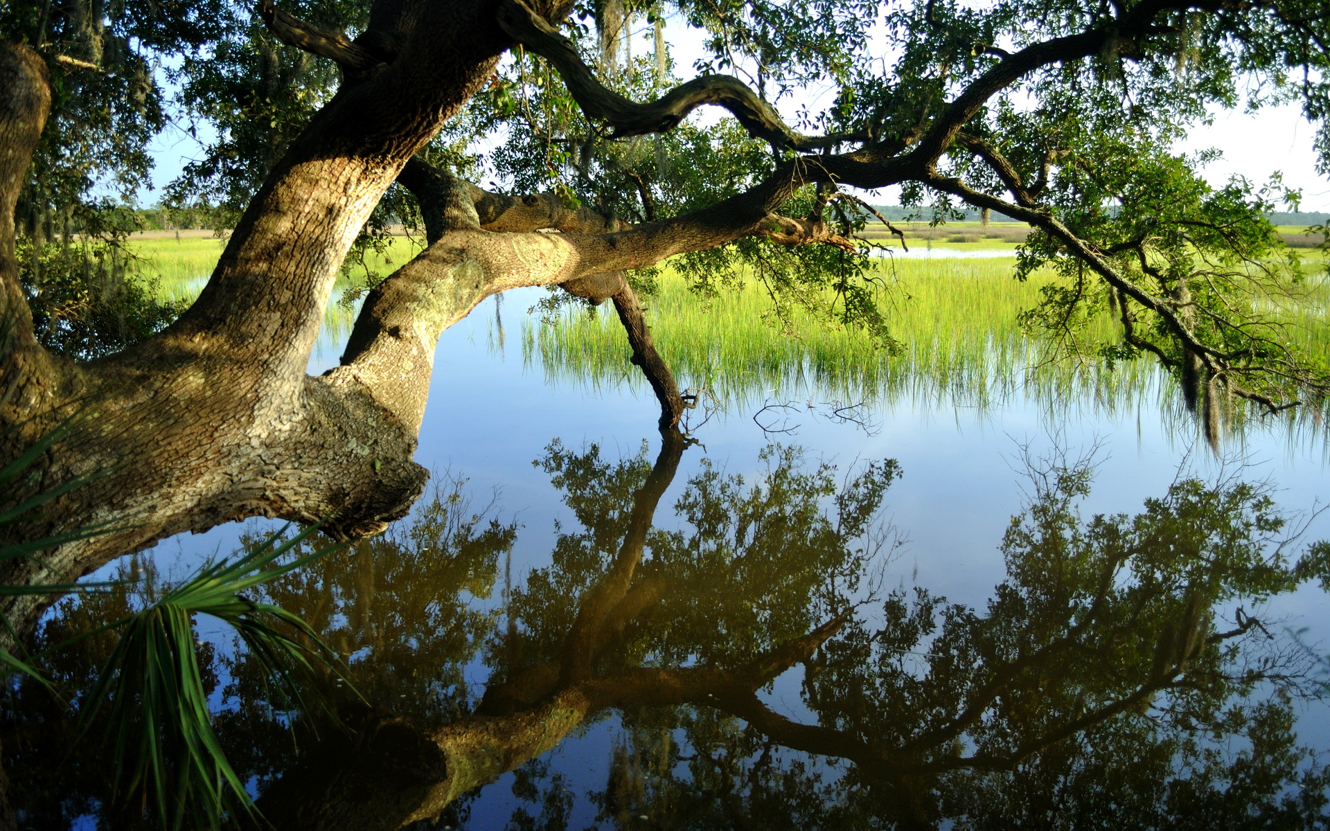 Download mobile wallpaper Water, Lake, Tree, Pond, Earth, Reflection, Landscape for free.