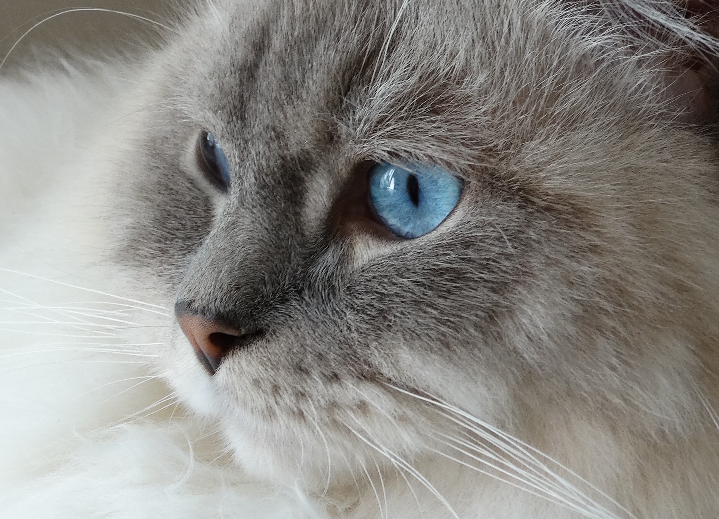 73579 descargar fondo de pantalla animales, gato, esponjoso, peludo, bozal, ojos azules, de ojos azules: protectores de pantalla e imágenes gratis