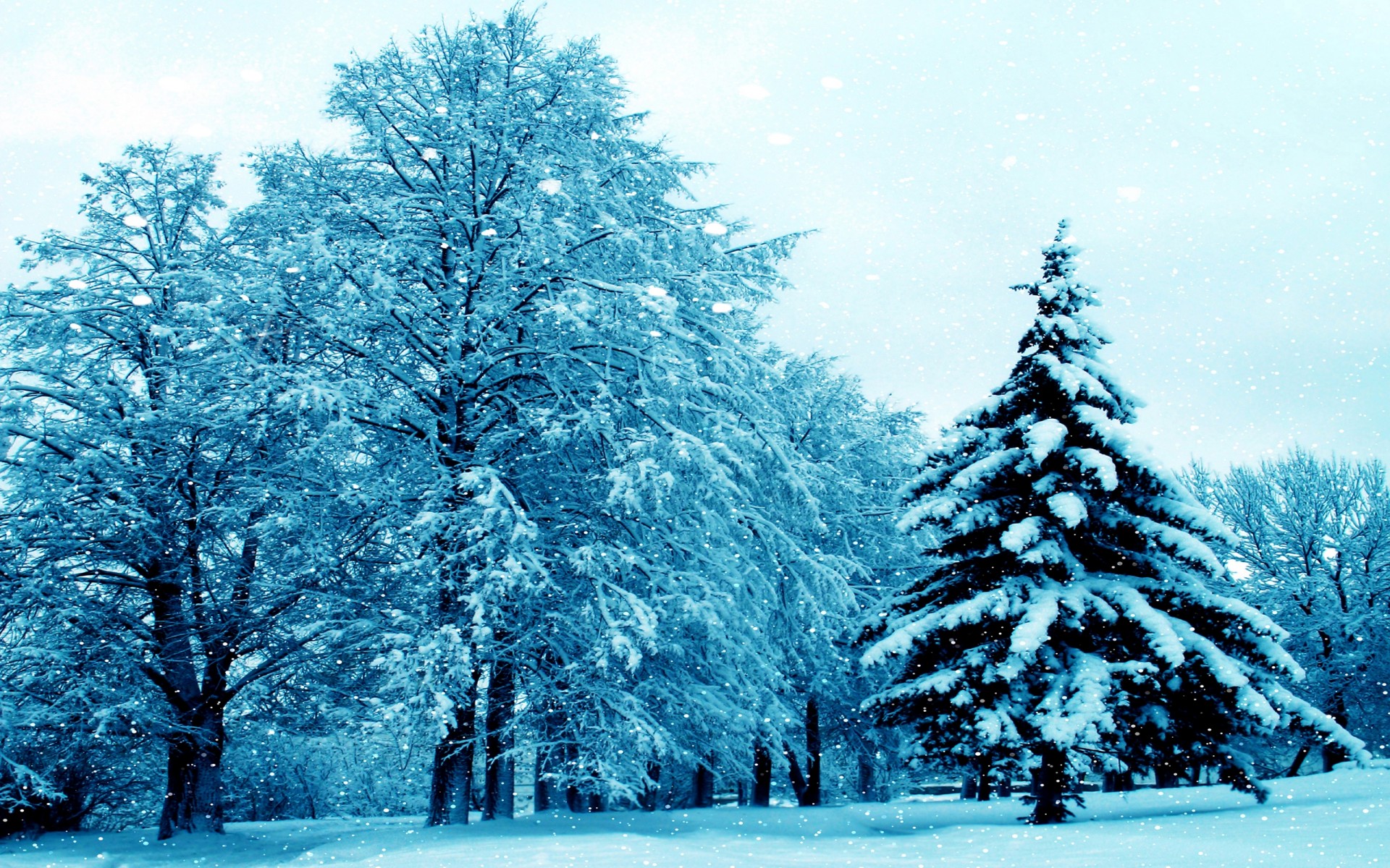 Download mobile wallpaper Winter, Snow, Forest, Tree, Earth, Snowfall for free.