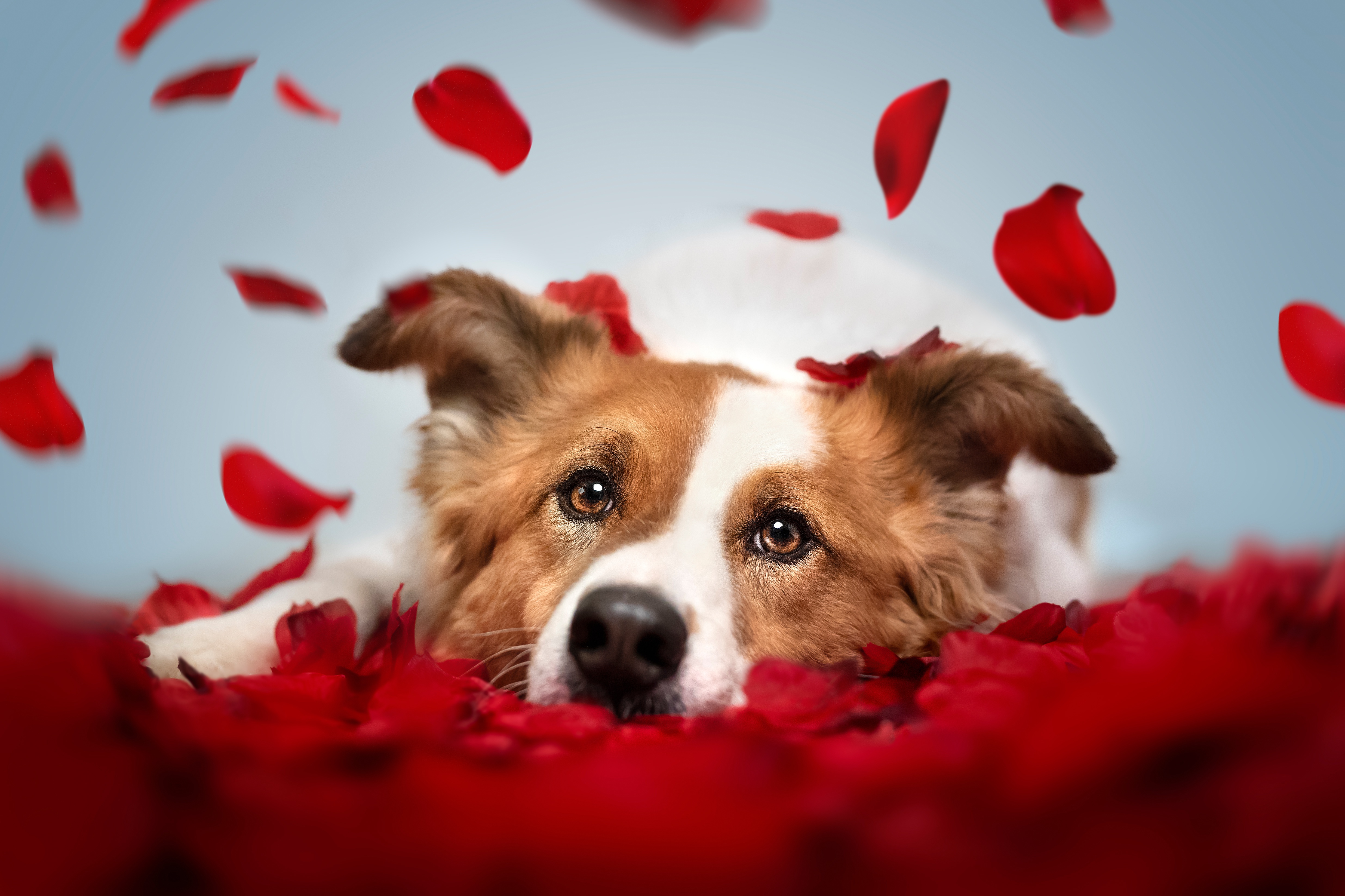 Handy-Wallpaper Tiere, Hunde, Hund, Blütenblatt kostenlos herunterladen.