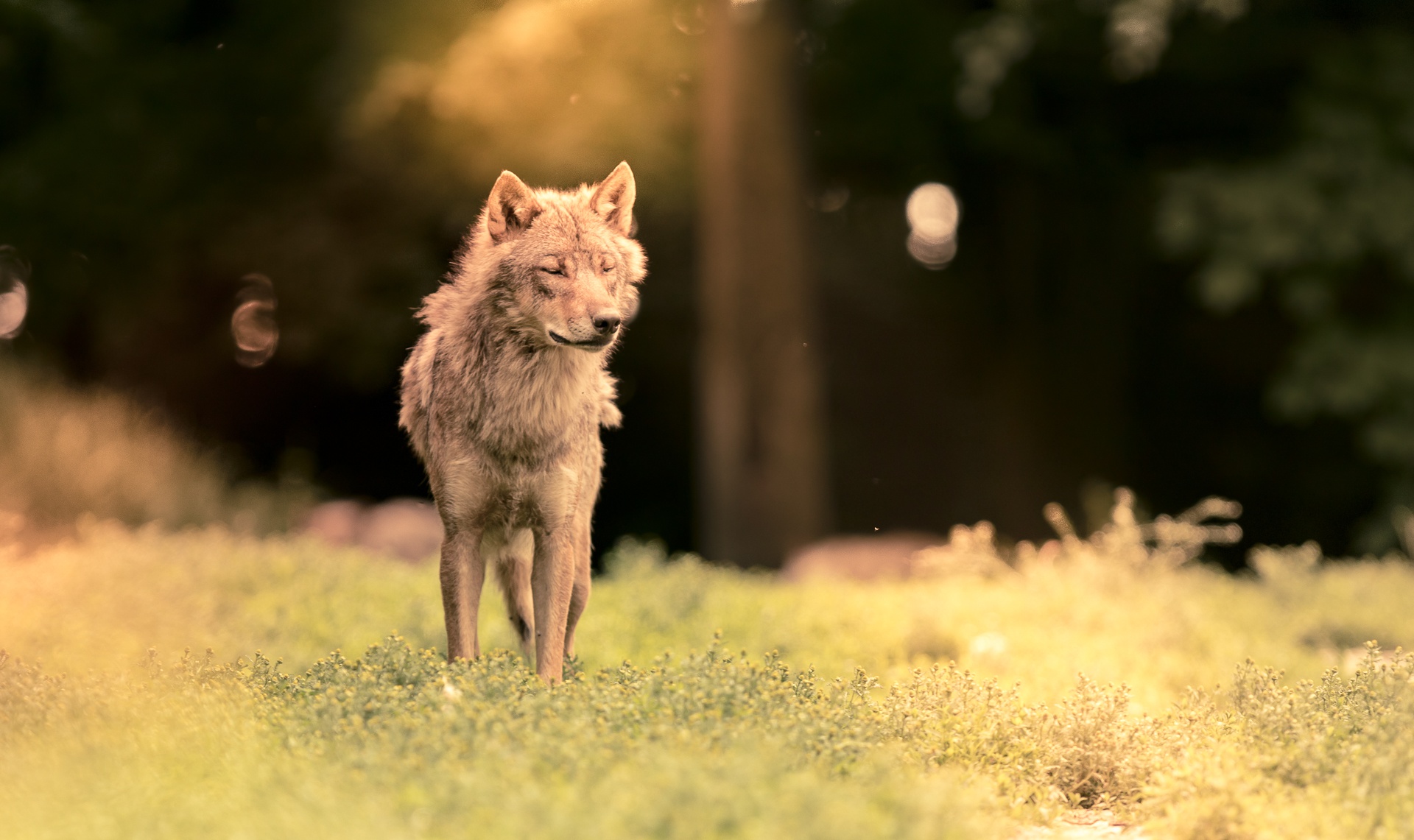無料モバイル壁紙動物, オオカミ, 狼, サンビーム, 被写界深度をダウンロードします。