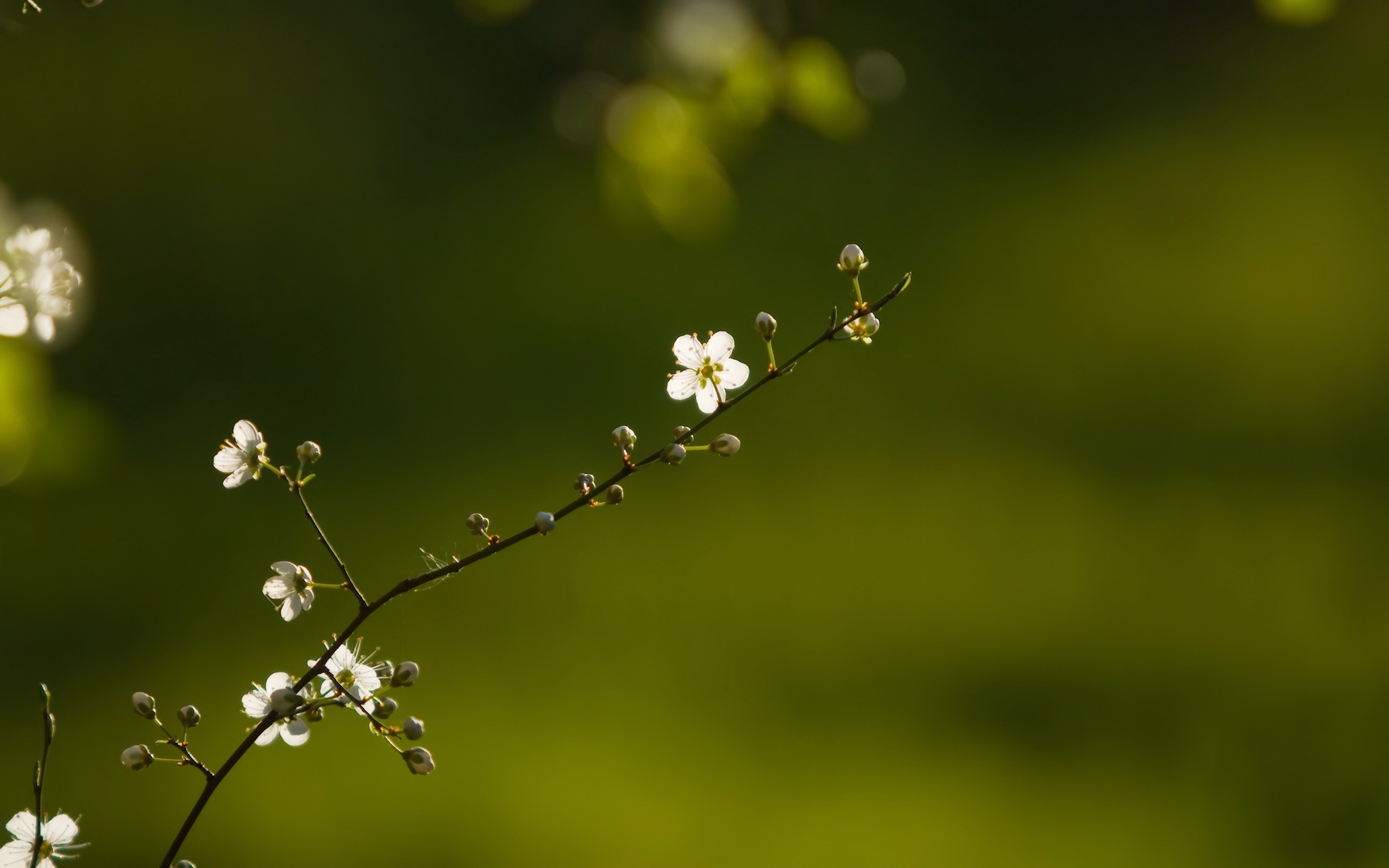 Téléchargez gratuitement l'image Fleurs, Floraison, Terre/nature sur le bureau de votre PC