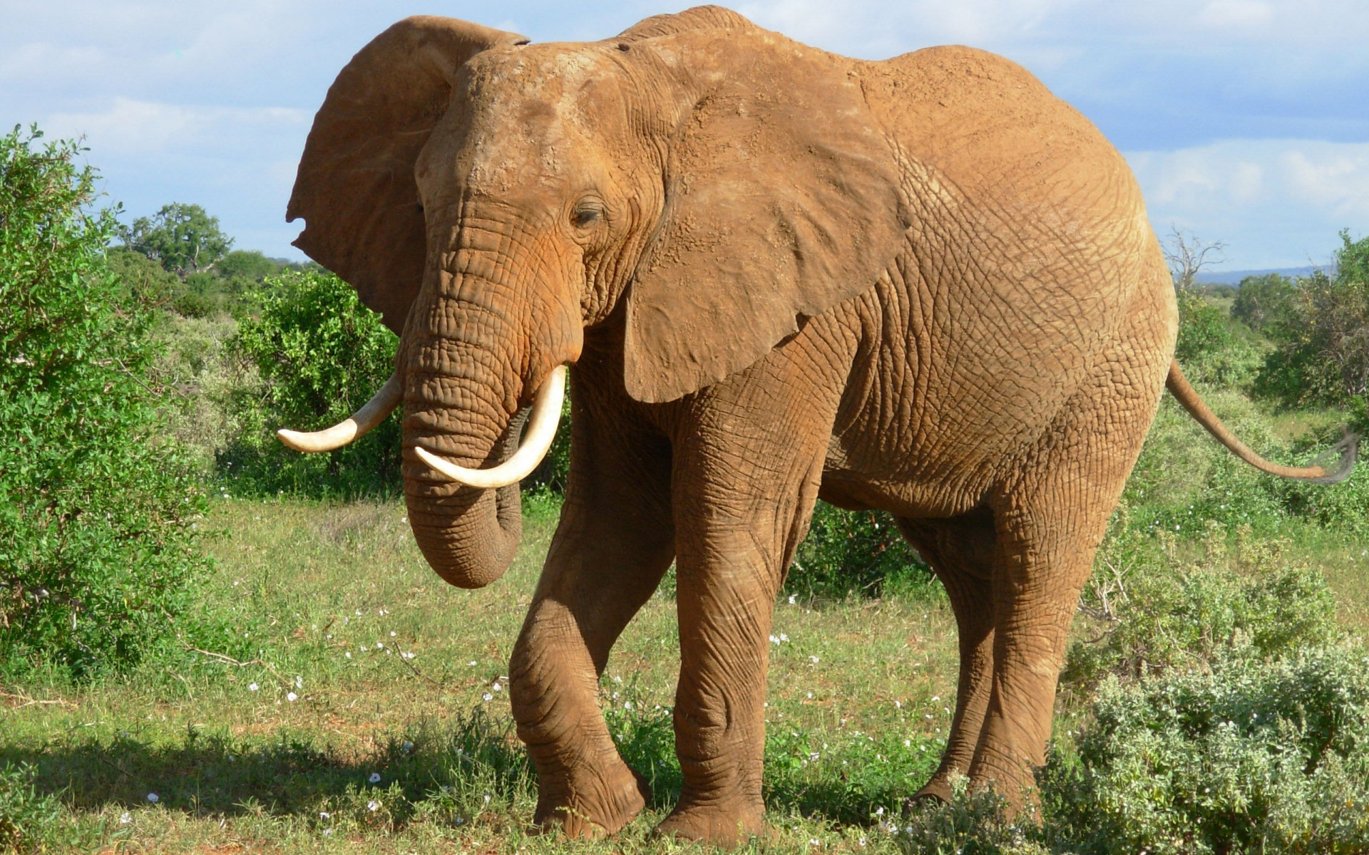 Descarga gratuita de fondo de pantalla para móvil de Elefante Africano De Sabana, Elefantes, Animales.