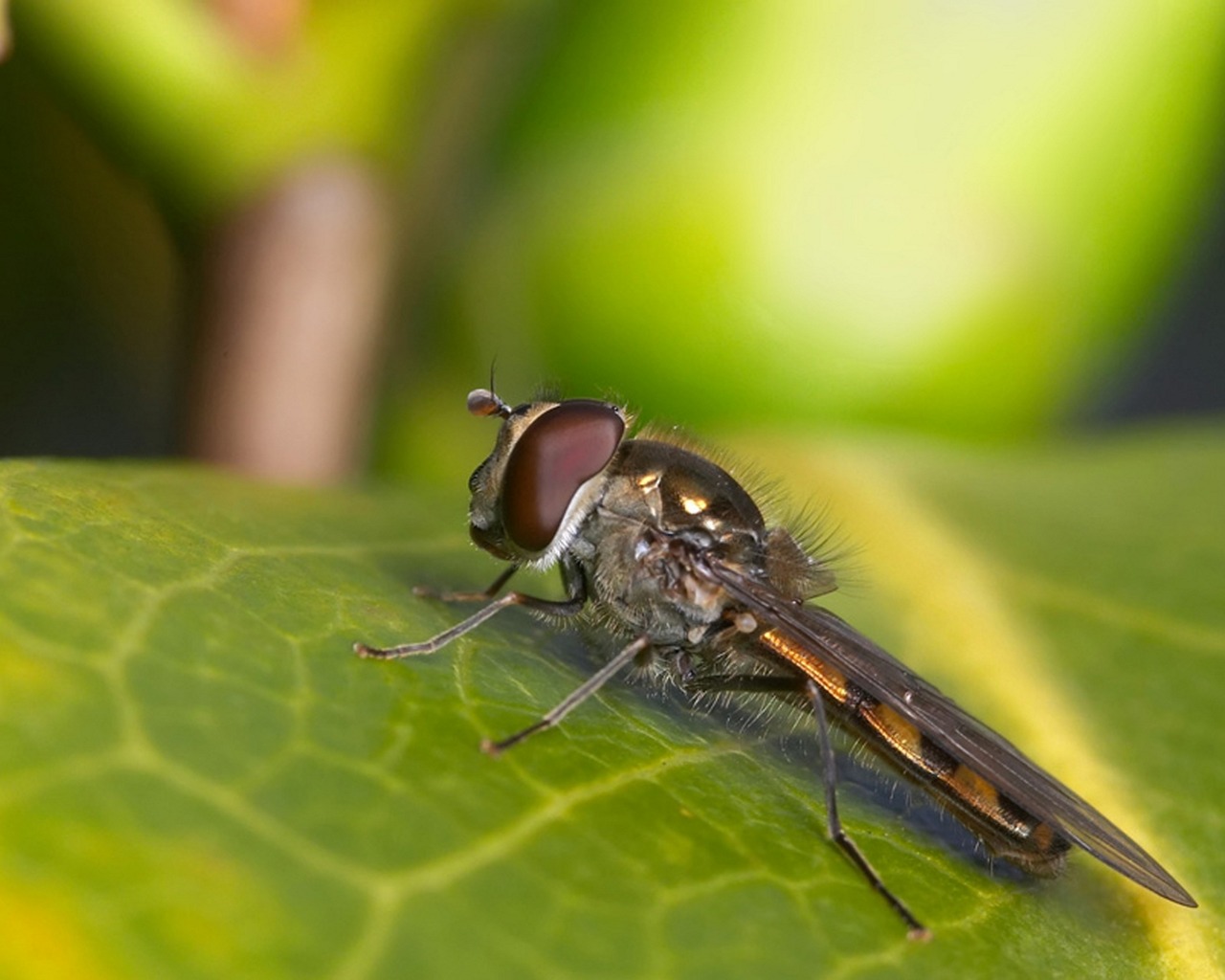 Descarga gratuita de fondo de pantalla para móvil de Animales, Insecto.