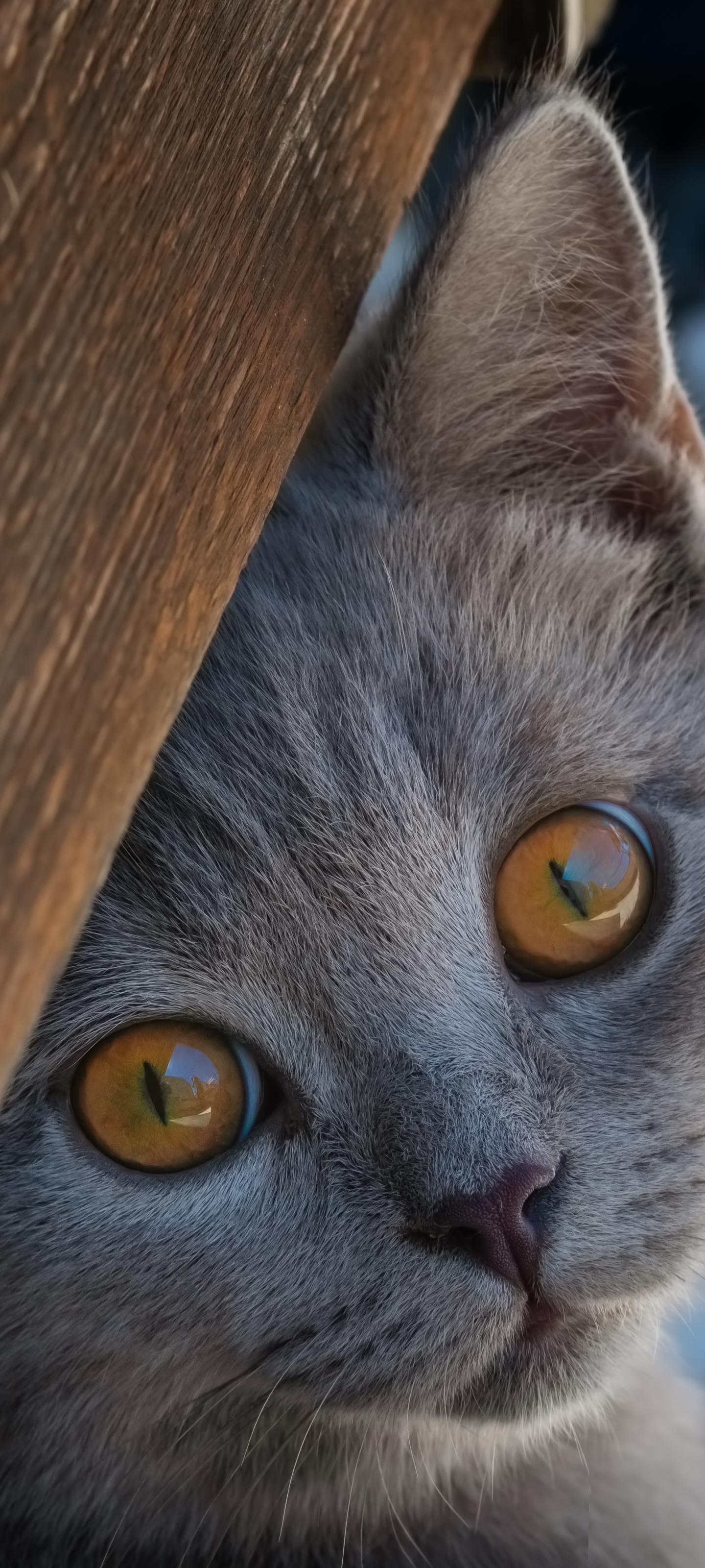 Laden Sie das Tiere, Katzen, Kätzchen, Britisch Kurzhaar-Bild kostenlos auf Ihren PC-Desktop herunter