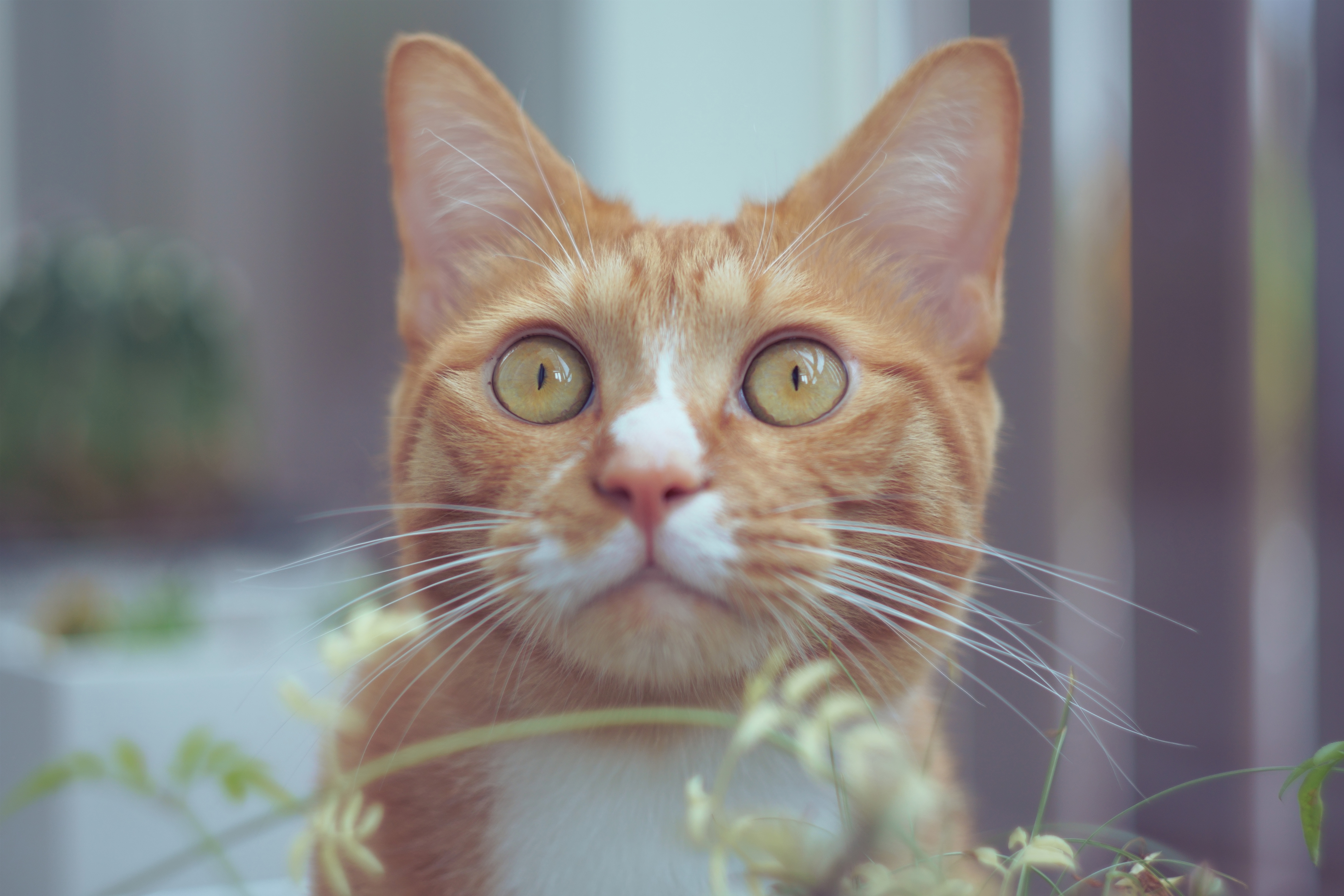 Baixe gratuitamente a imagem Animais, Gatos, Gato na área de trabalho do seu PC