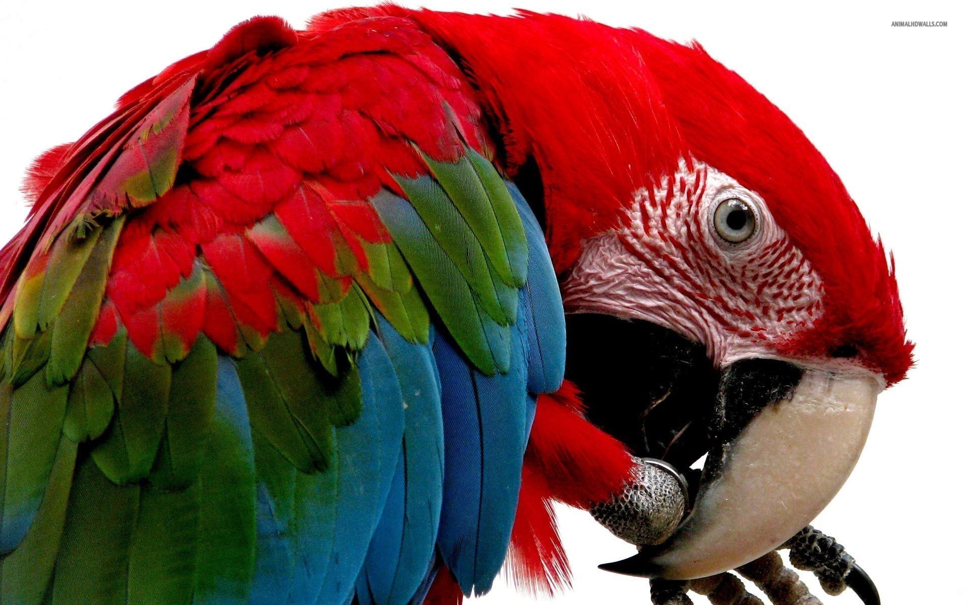 285439 скачать обои животные, красно зеленый ара, птицы - заставки и картинки бесплатно