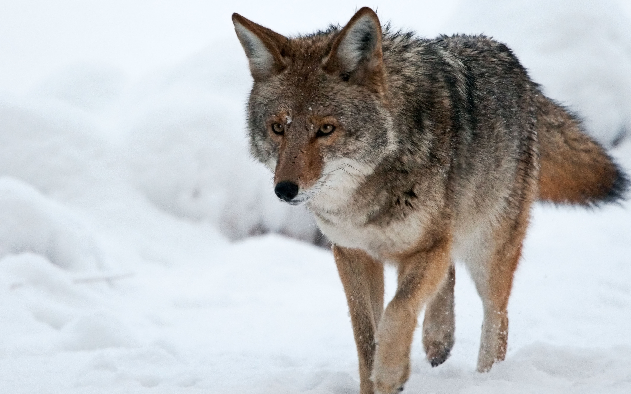 1466353 descargar fondo de pantalla animales, coyote: protectores de pantalla e imágenes gratis
