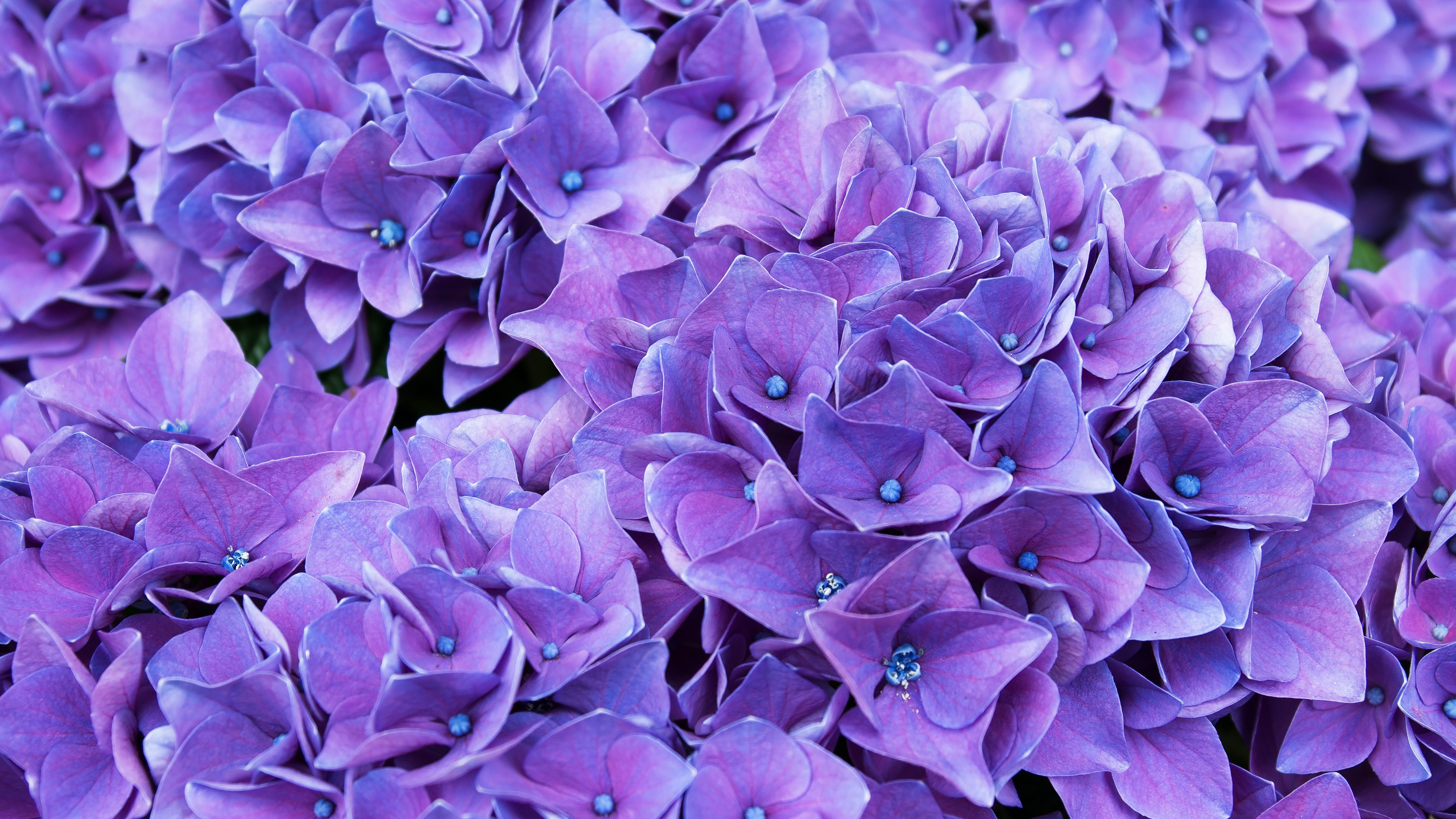 Download mobile wallpaper Flowers, Earth, Hydrangea for free.