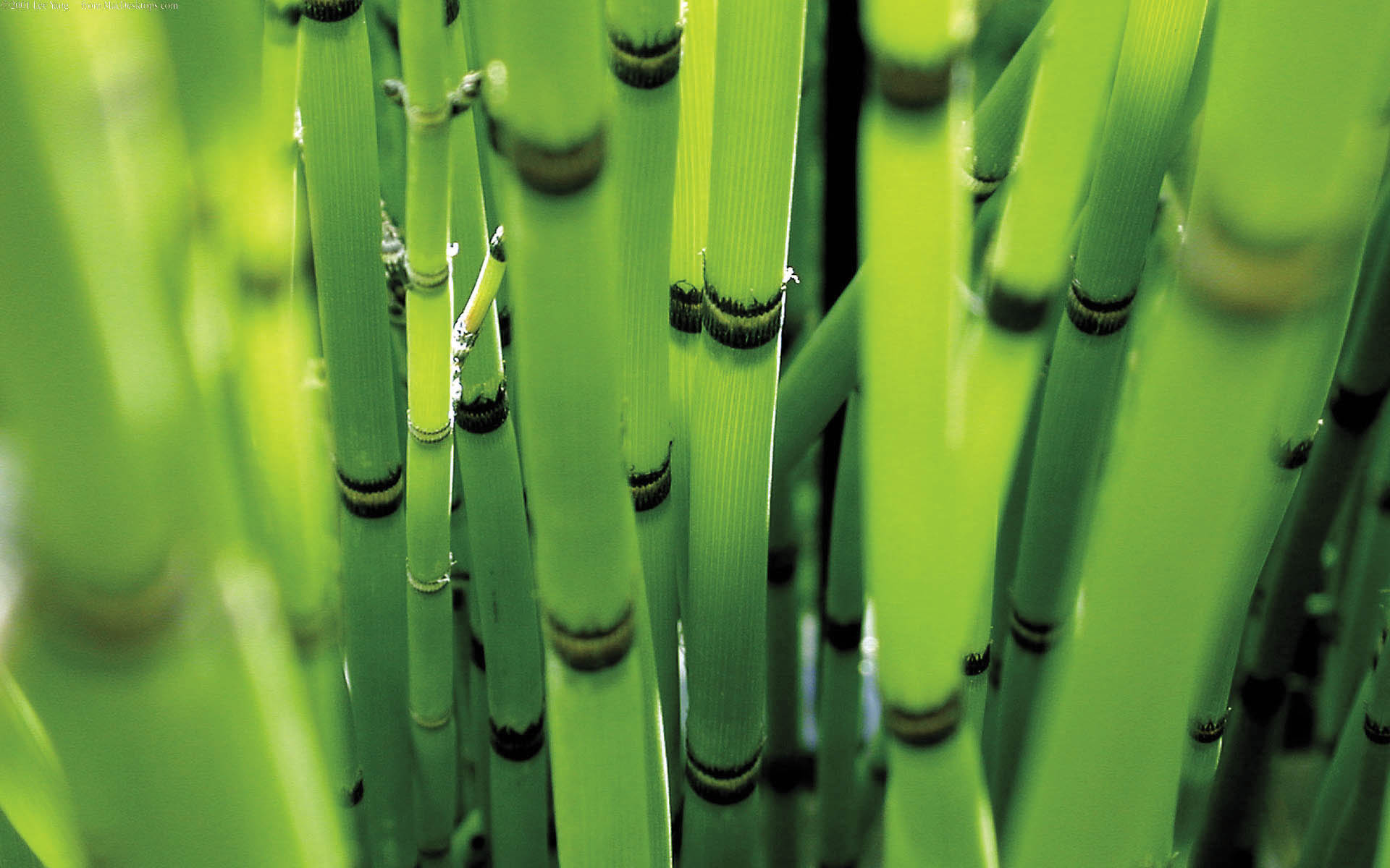 200242 Bild herunterladen erde/natur, bambus, grün - Hintergrundbilder und Bildschirmschoner kostenlos
