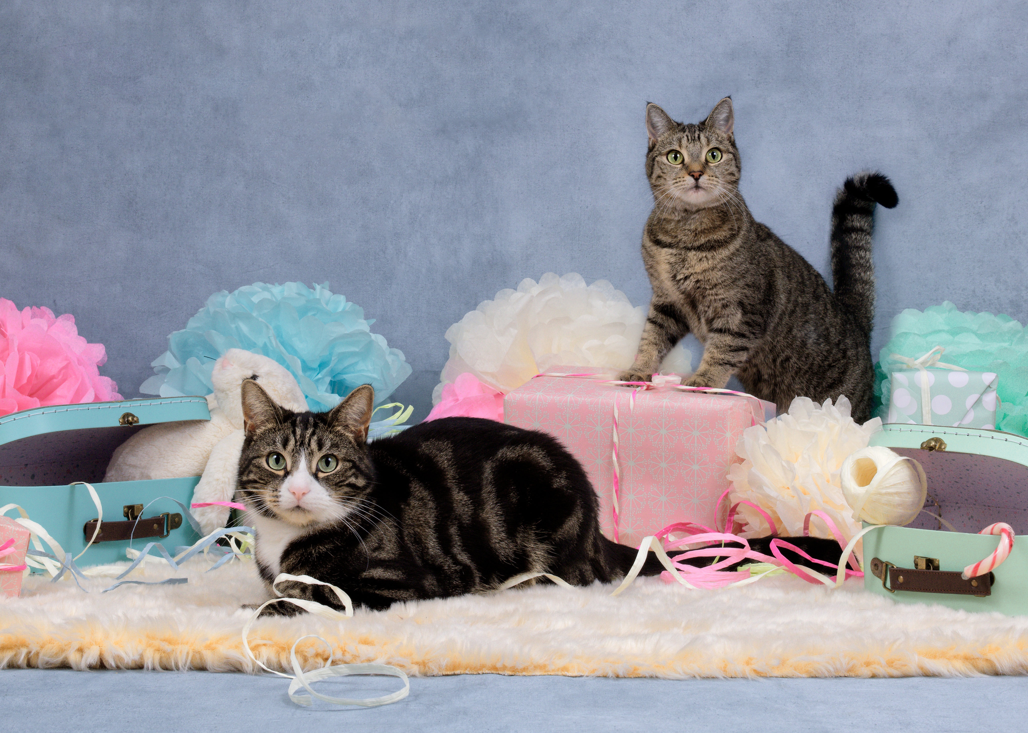 Handy-Wallpaper Tiere, Katzen, Katze, Geschenk kostenlos herunterladen.