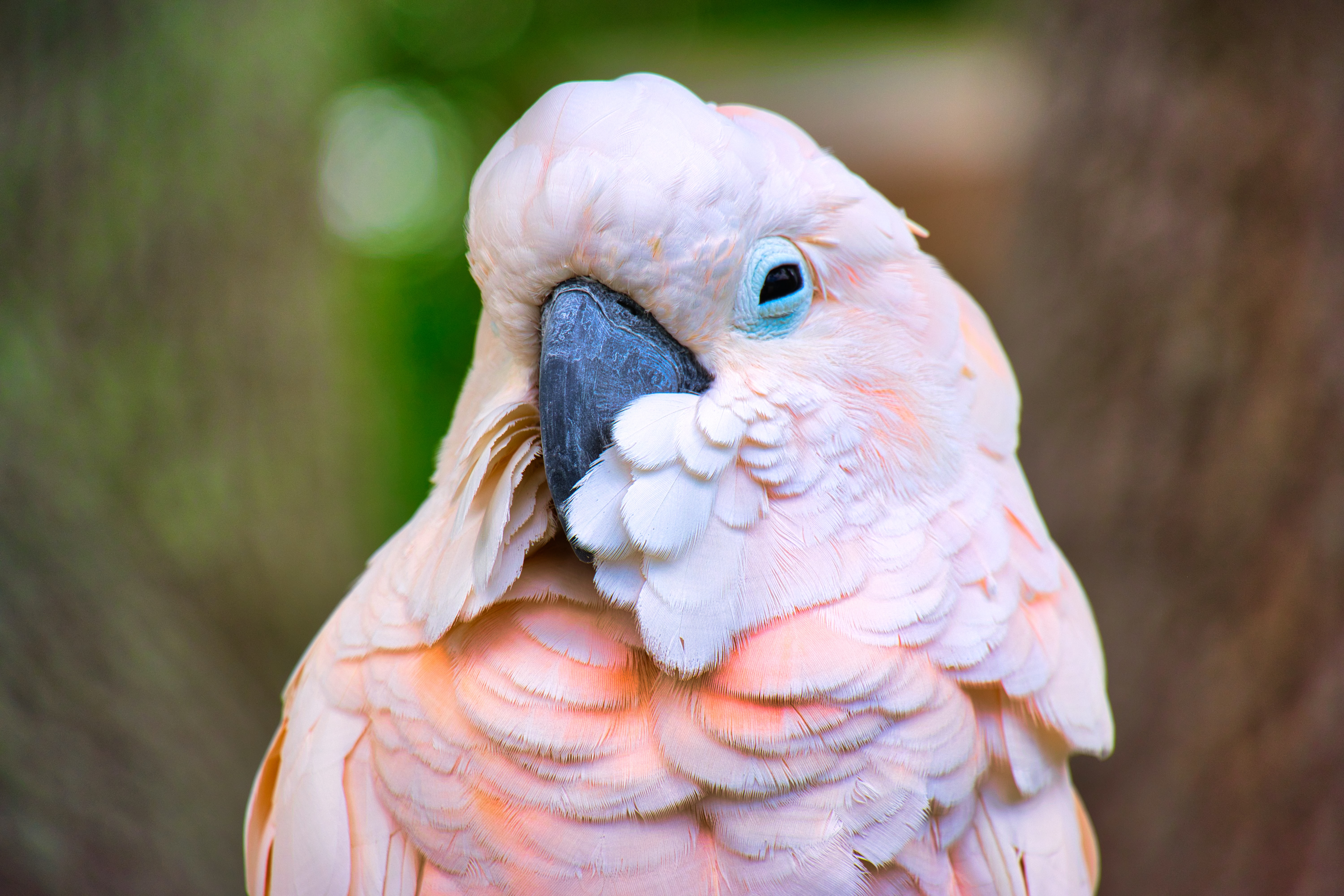 Laden Sie das Tiere, Vögel, Vogel, Kakadu Mit Lachshaube-Bild kostenlos auf Ihren PC-Desktop herunter