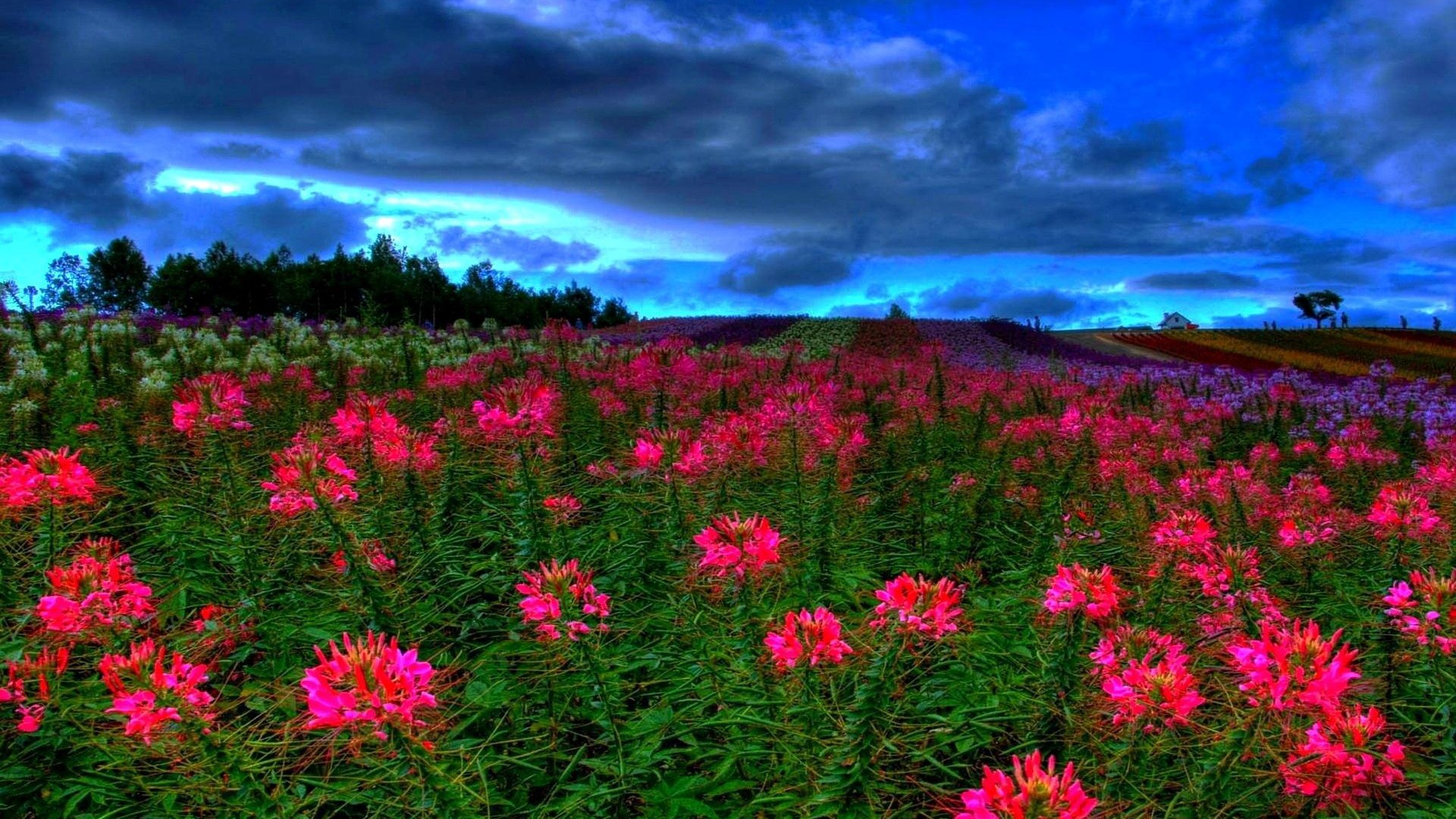 Free download wallpaper Flower, Earth, Field, Dusk, Hdr, Cloud, Pink Flower on your PC desktop