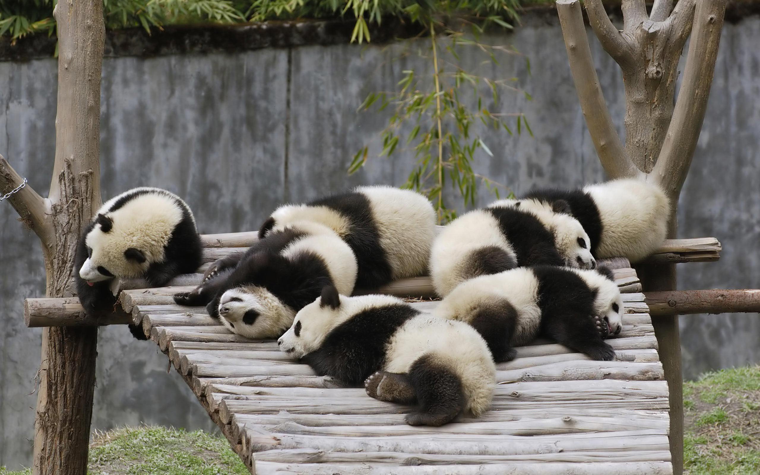 Descarga gratuita de fondo de pantalla para móvil de Animales, Panda, Dormido.
