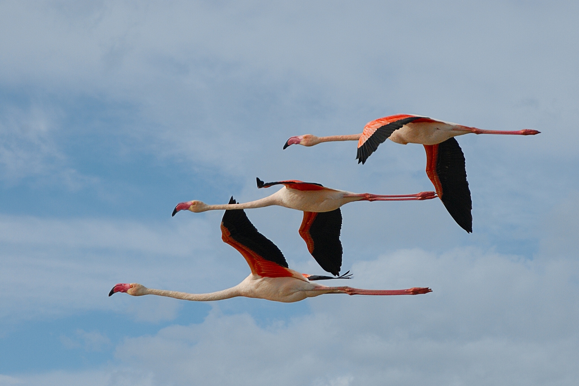 Laden Sie das Tiere, Flamingo-Bild kostenlos auf Ihren PC-Desktop herunter