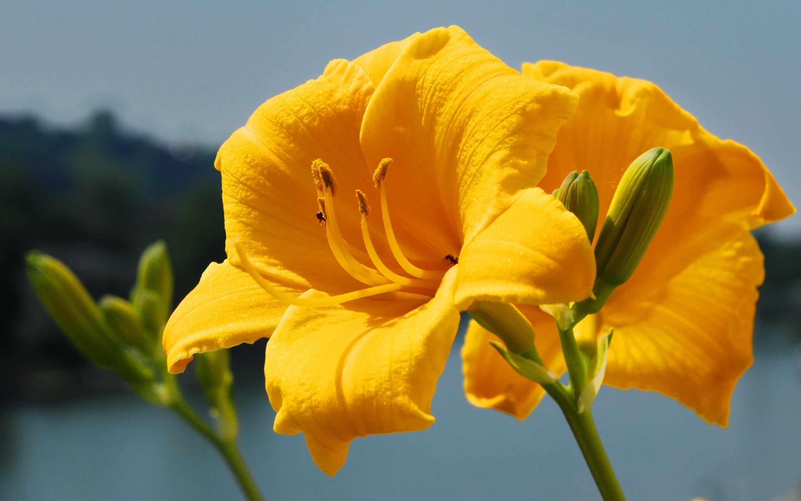 Скачать картинку Лили, Желтый Цветок, Флауэрсы, Цветок, Земля/природа в телефон бесплатно.