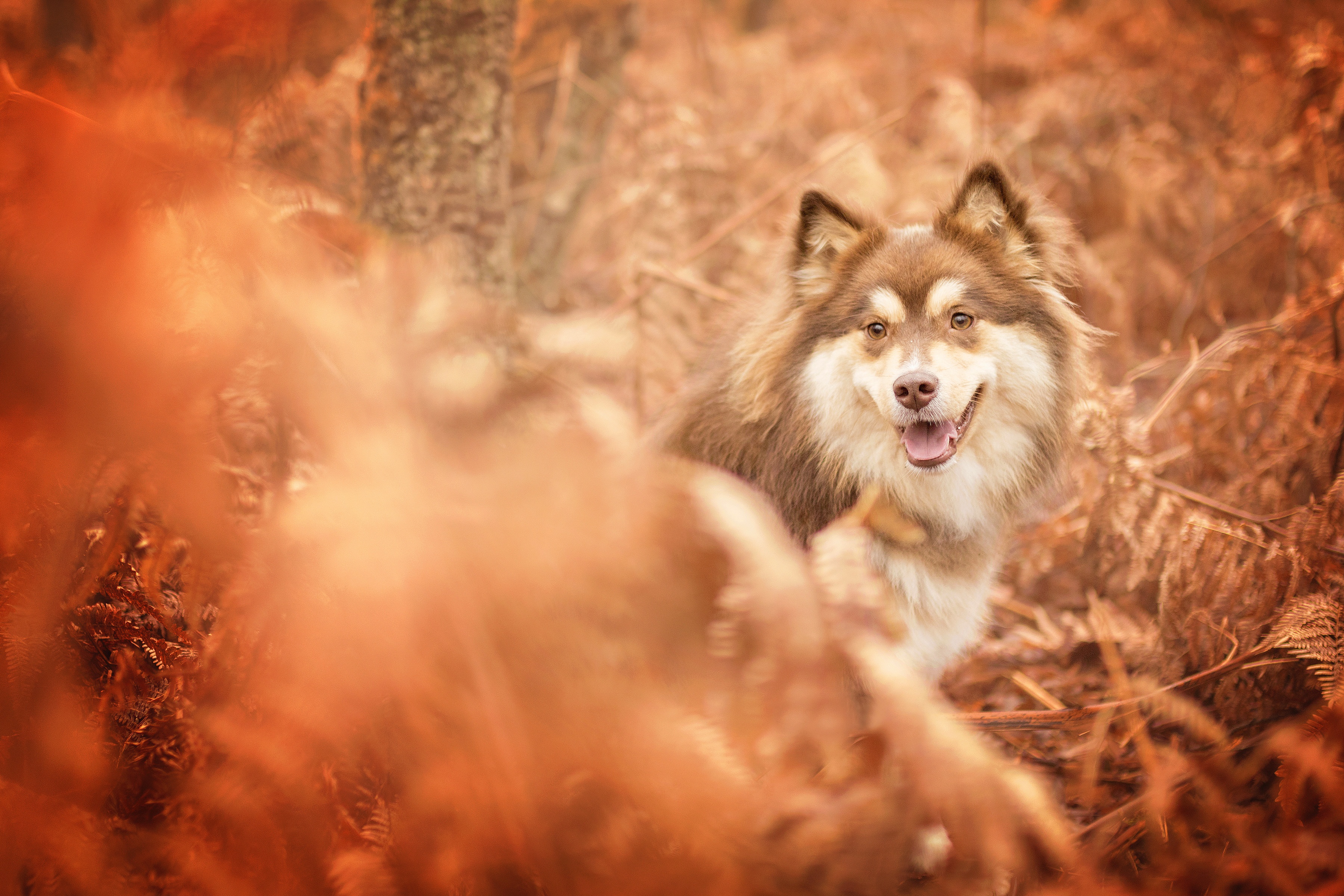 Handy-Wallpaper Tiere, Hunde, Herbst, Hund kostenlos herunterladen.