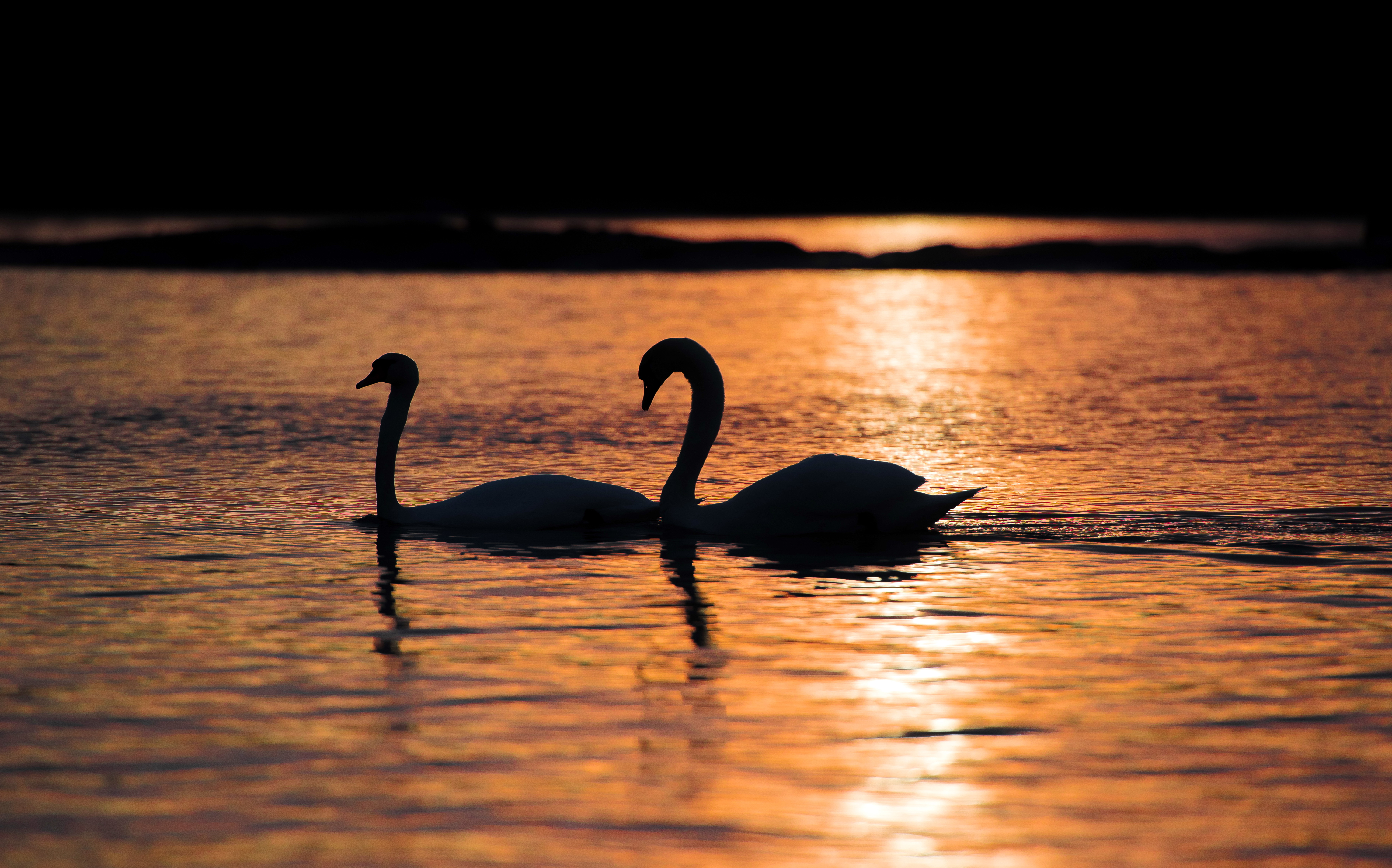 Download mobile wallpaper Birds, Water, Sunset, Reflection, Silhouette, Animal, Swan for free.