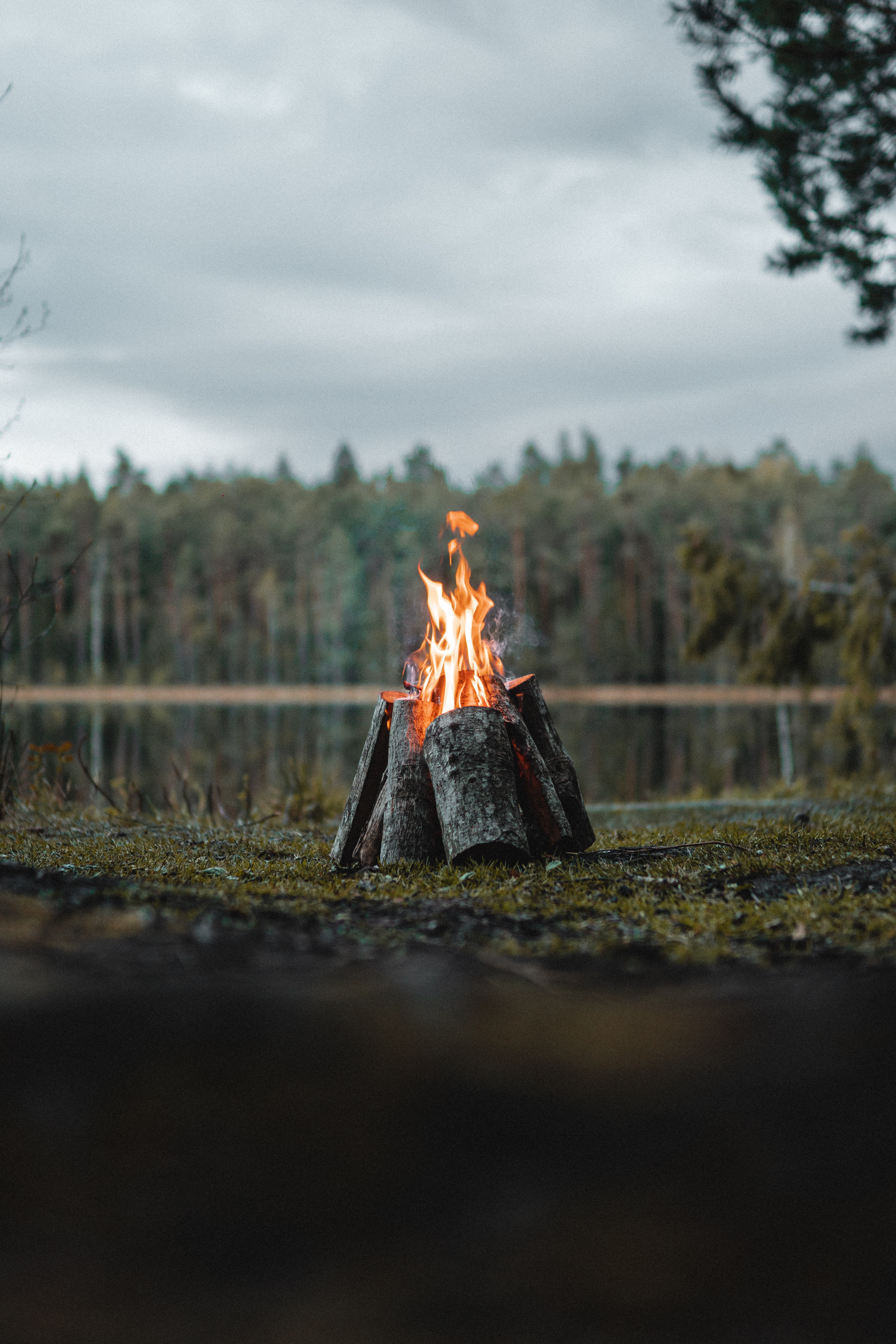 miscellaneous, bonfire, miscellanea, fire, flame, forest, logs Full HD