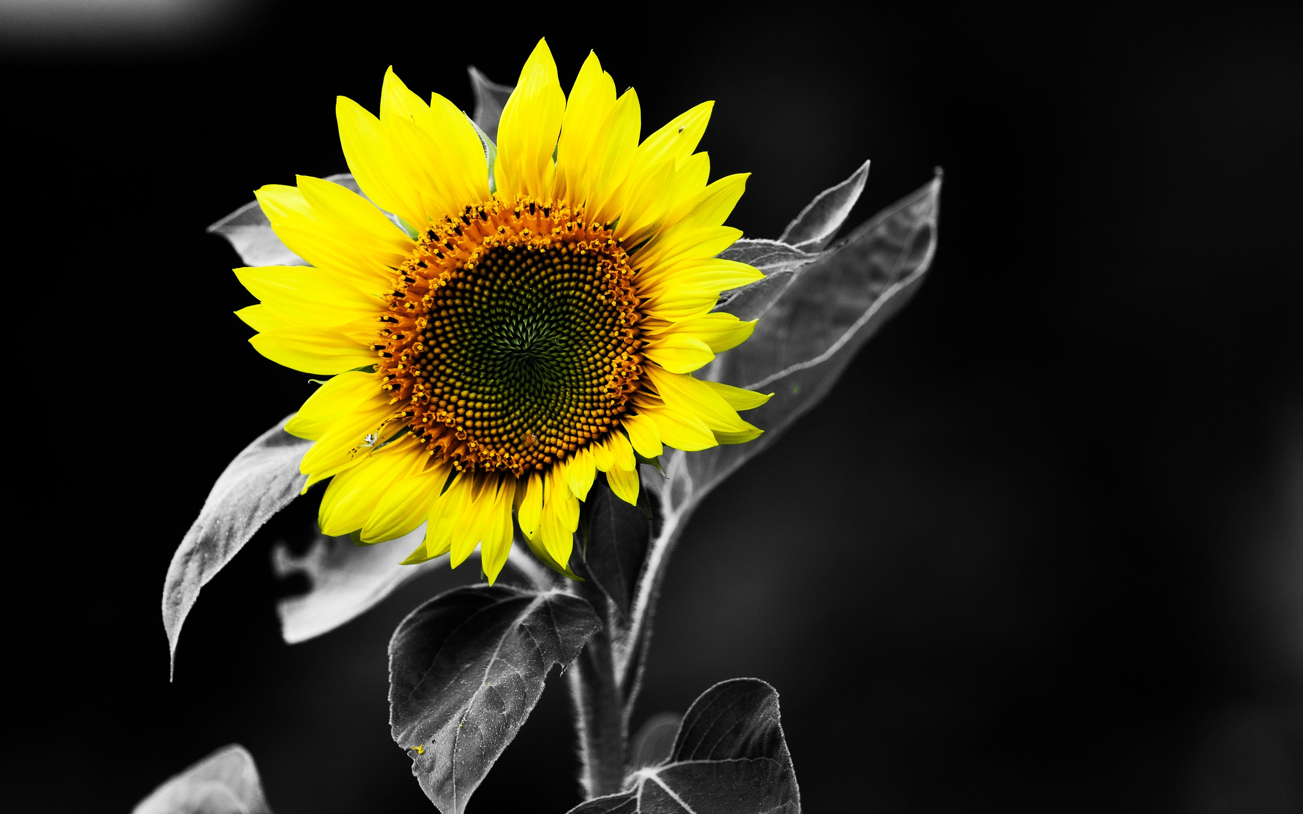 Download mobile wallpaper Sunflower, Flowers, Earth for free.