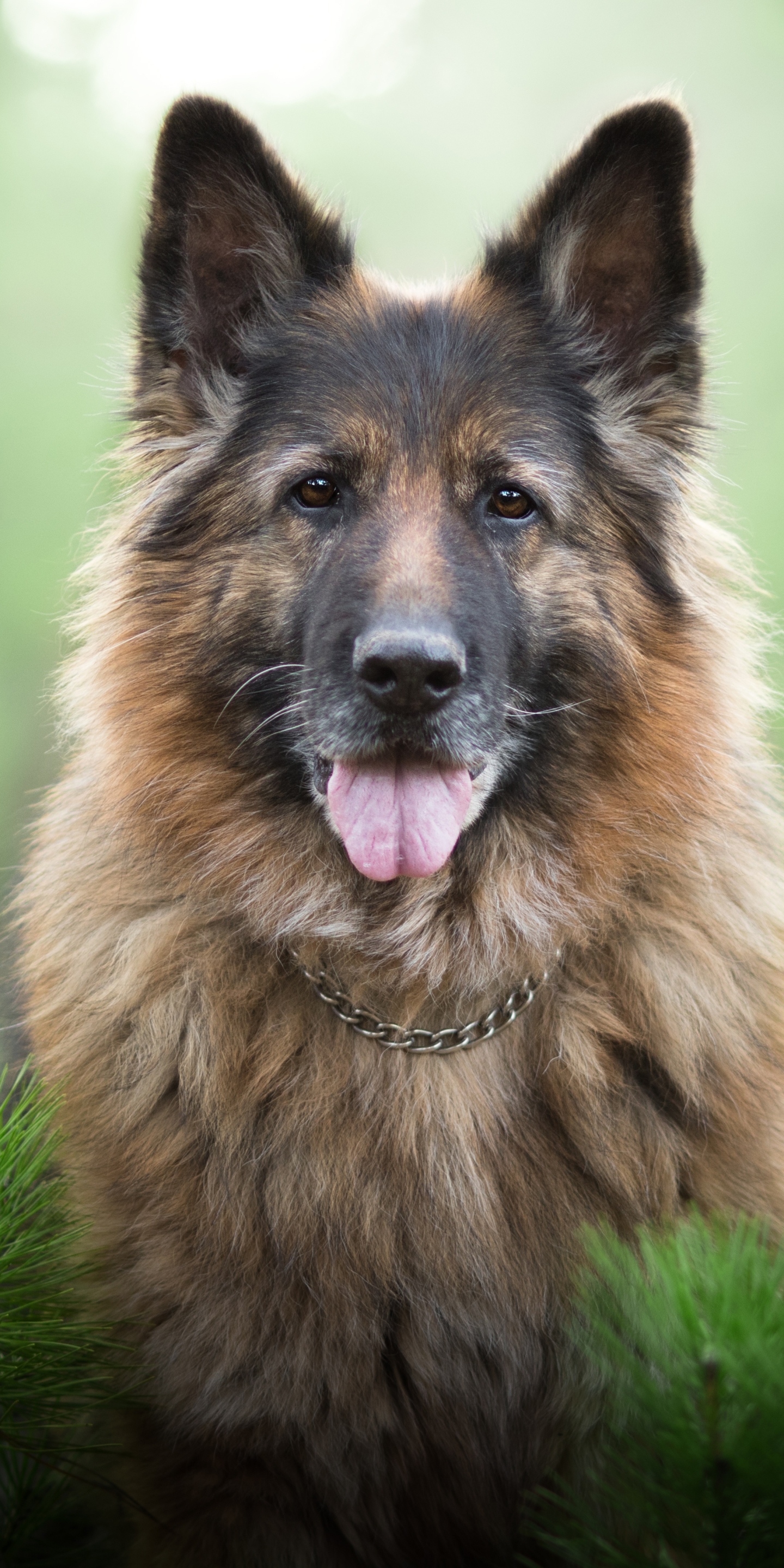 Baixar papel de parede para celular de Animais, Cães, Cão, Pastor Alemão gratuito.