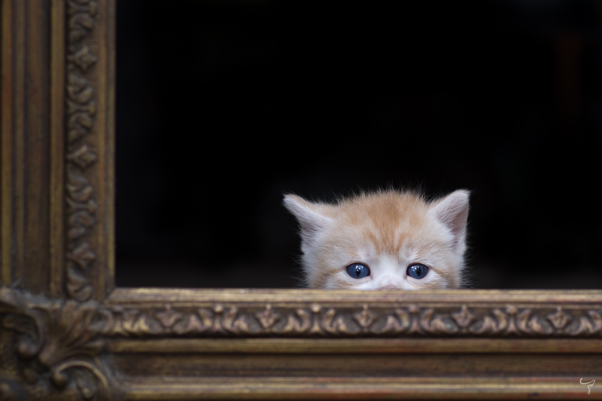 485760 Protetores de tela e papéis de parede Gatos em seu telefone. Baixe  fotos gratuitamente