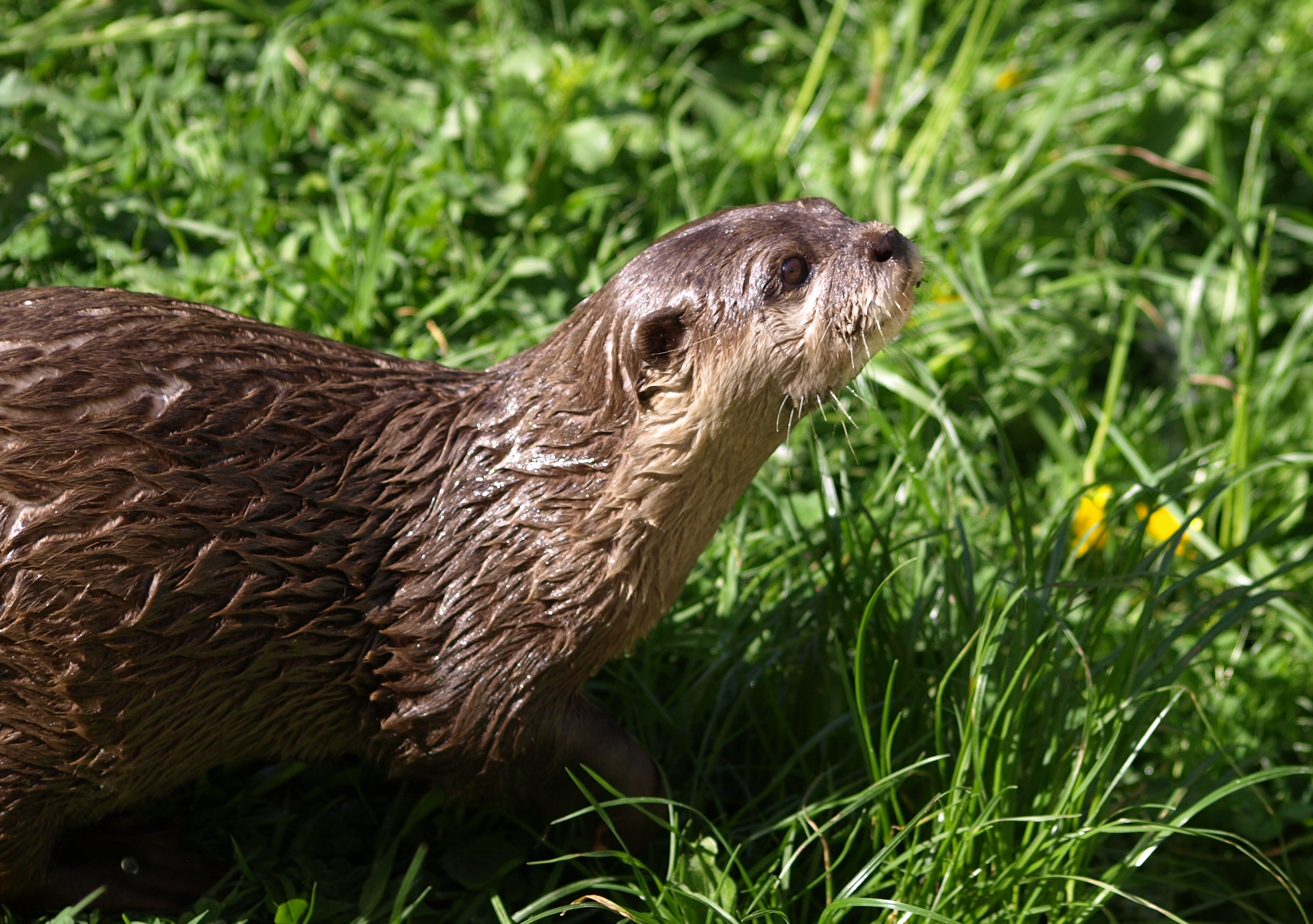 Free download wallpaper Grass, Animal, Otter on your PC desktop