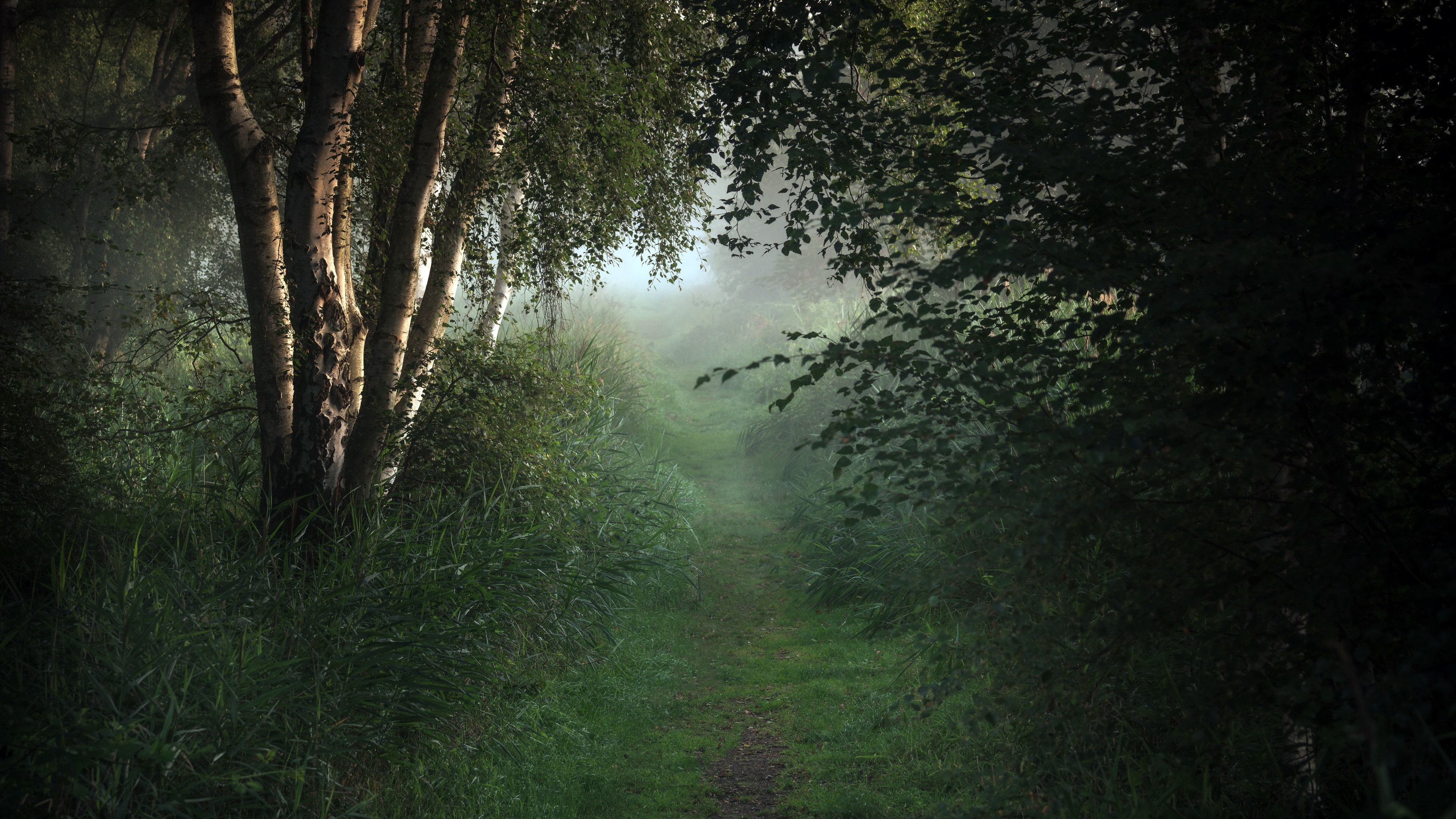 Download mobile wallpaper Forest, Fog, Earth, Path, Birch for free.