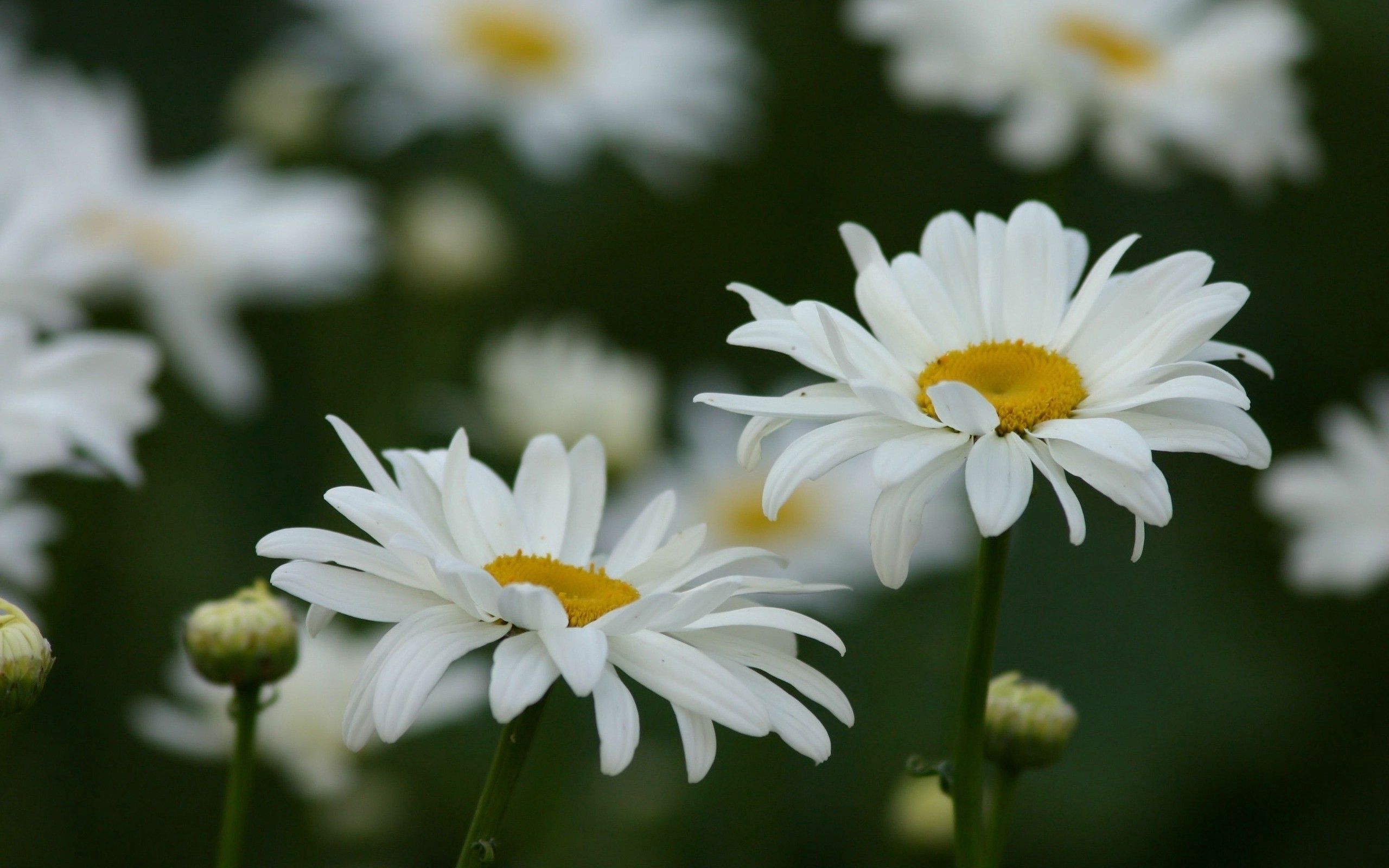 Free download wallpaper Flowers, Grass, Field, Camomile on your PC desktop