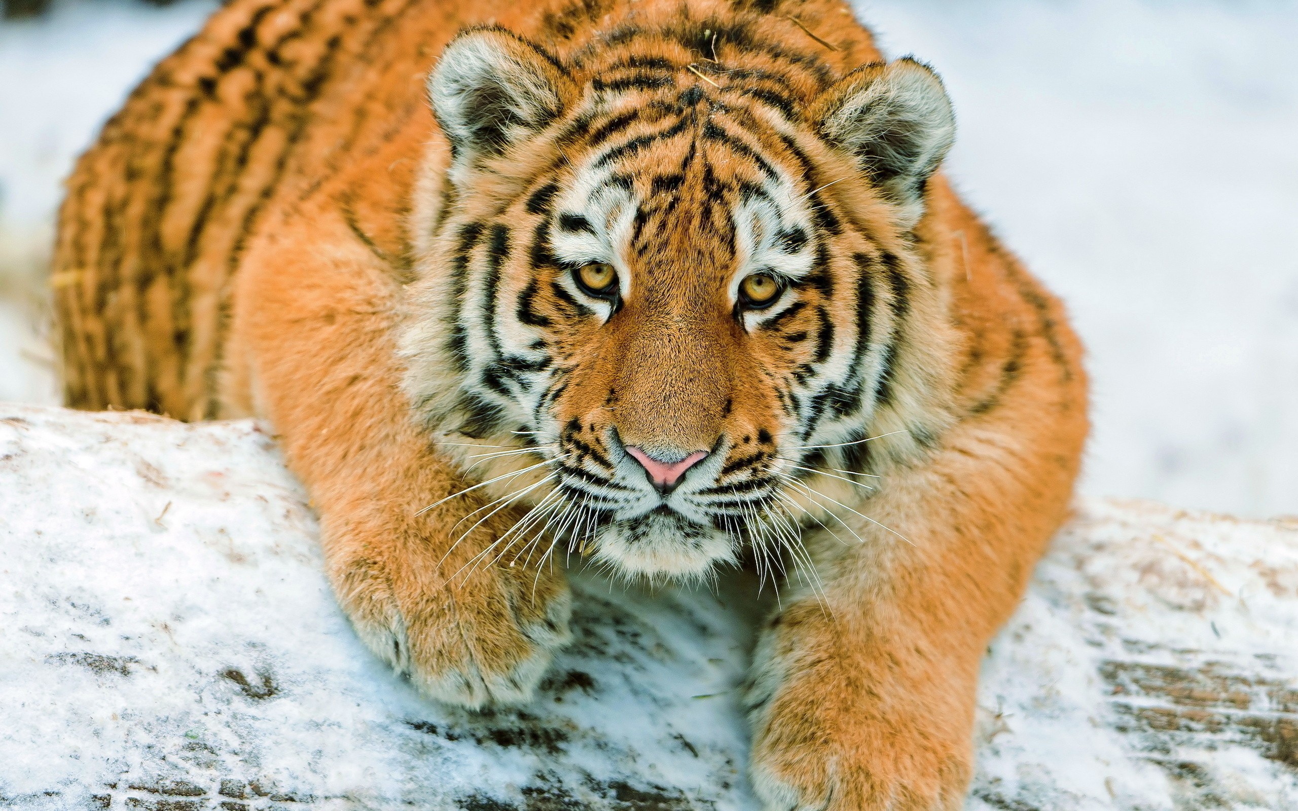 Download mobile wallpaper Cats, Animal, Tiger for free.