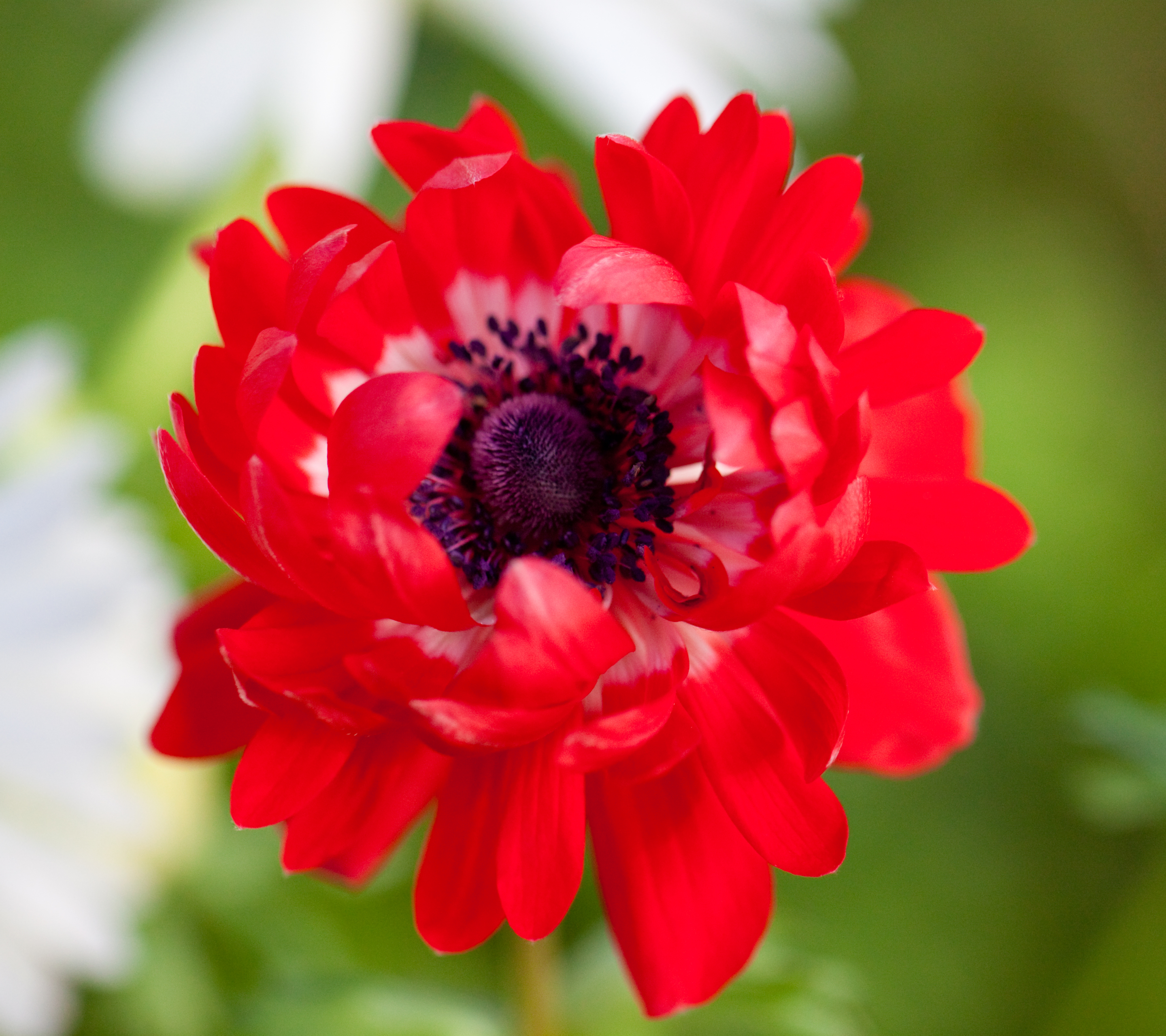 Free download wallpaper Nature, Flowers, Flower, Macro, Earth, Anemone, Red Flower on your PC desktop
