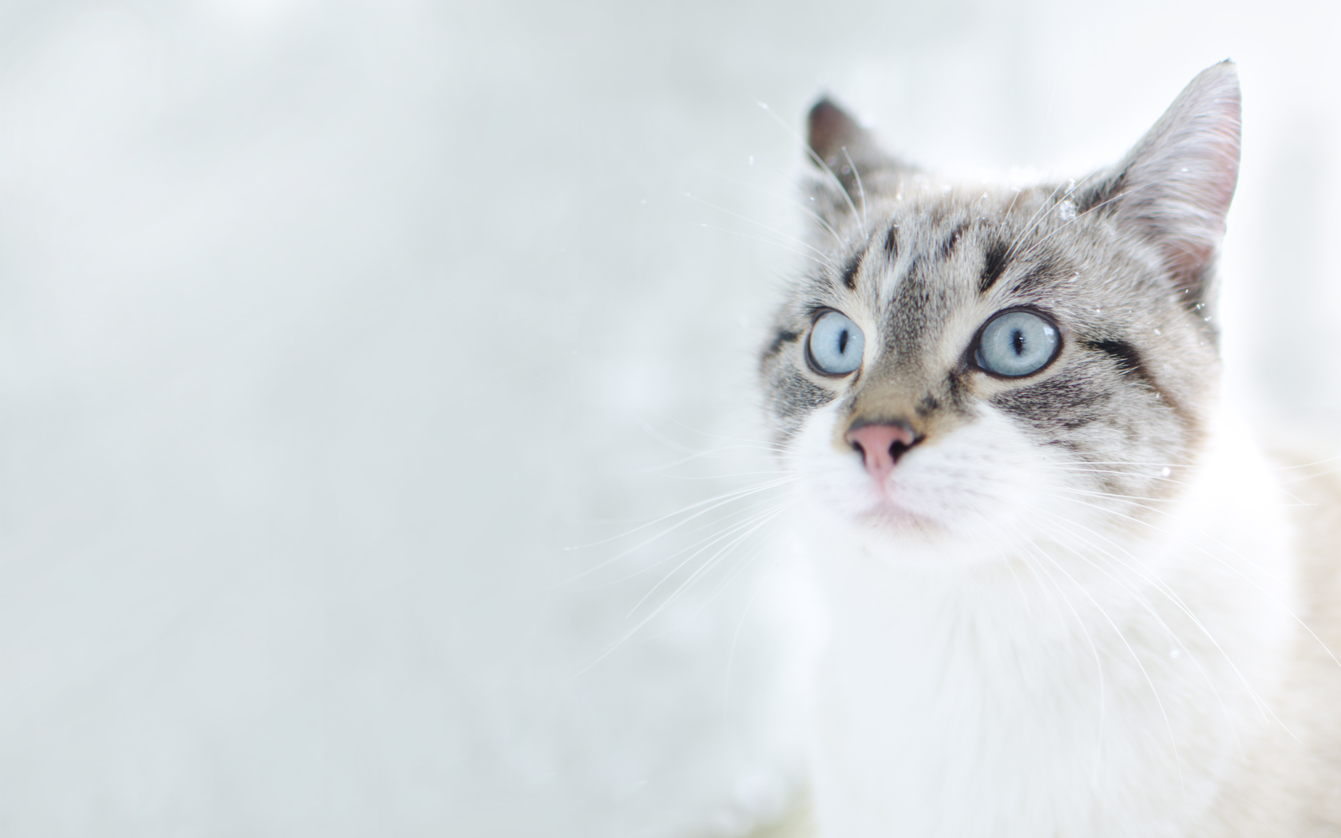 Handy-Wallpaper Tiere, Katzen, Katze kostenlos herunterladen.