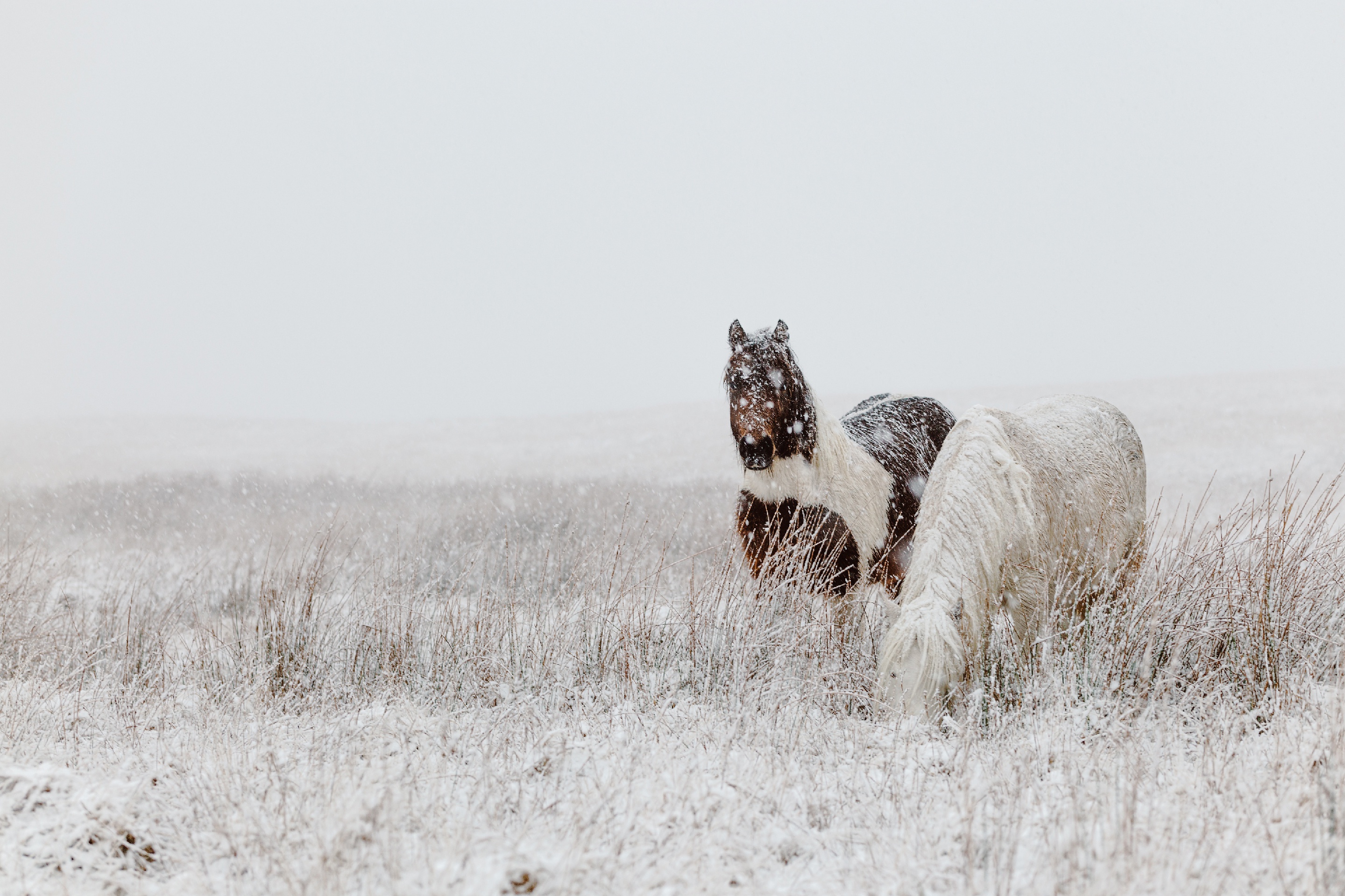 無料モバイル壁紙動物, 冬, 馬, 雪, 降雪をダウンロードします。