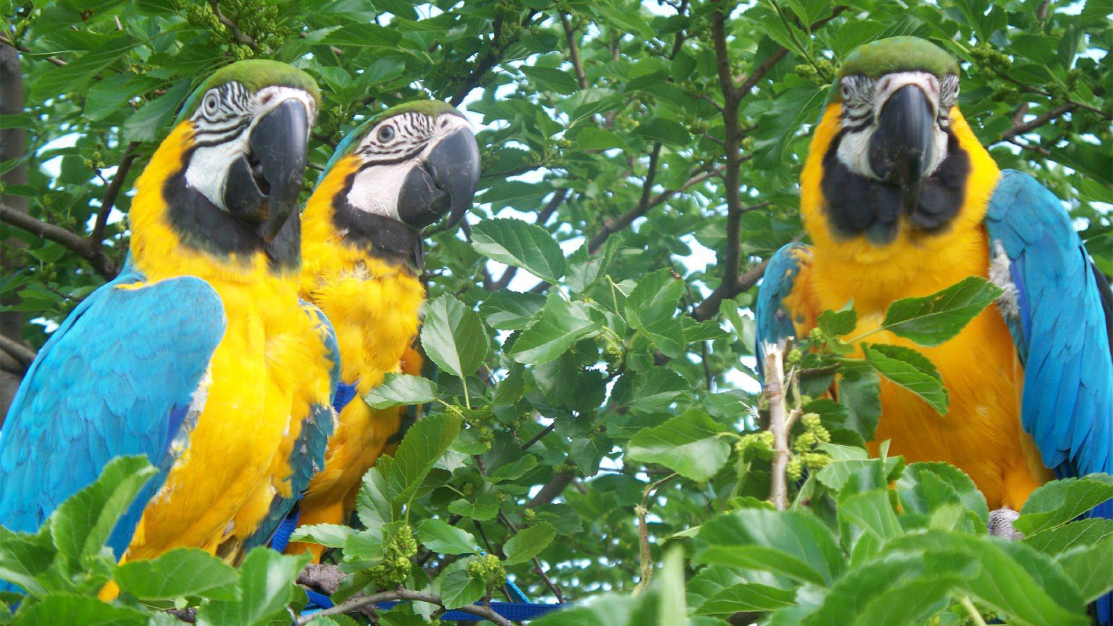 Free download wallpaper Birds, Bird, Animal, Blue And Yellow Macaw on your PC desktop