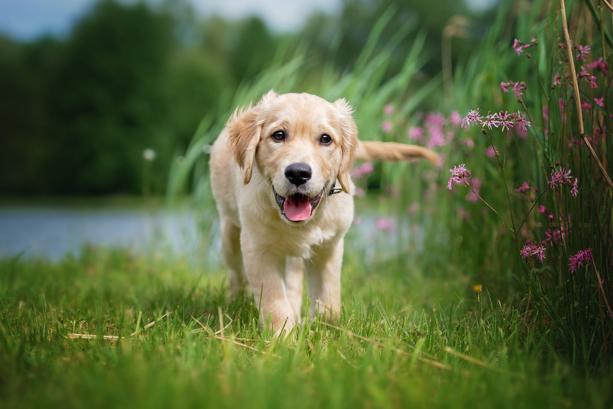 Download mobile wallpaper Dogs, Dog, Animal, Puppy, Labrador Retriever, Baby Animal, Depth Of Field for free.