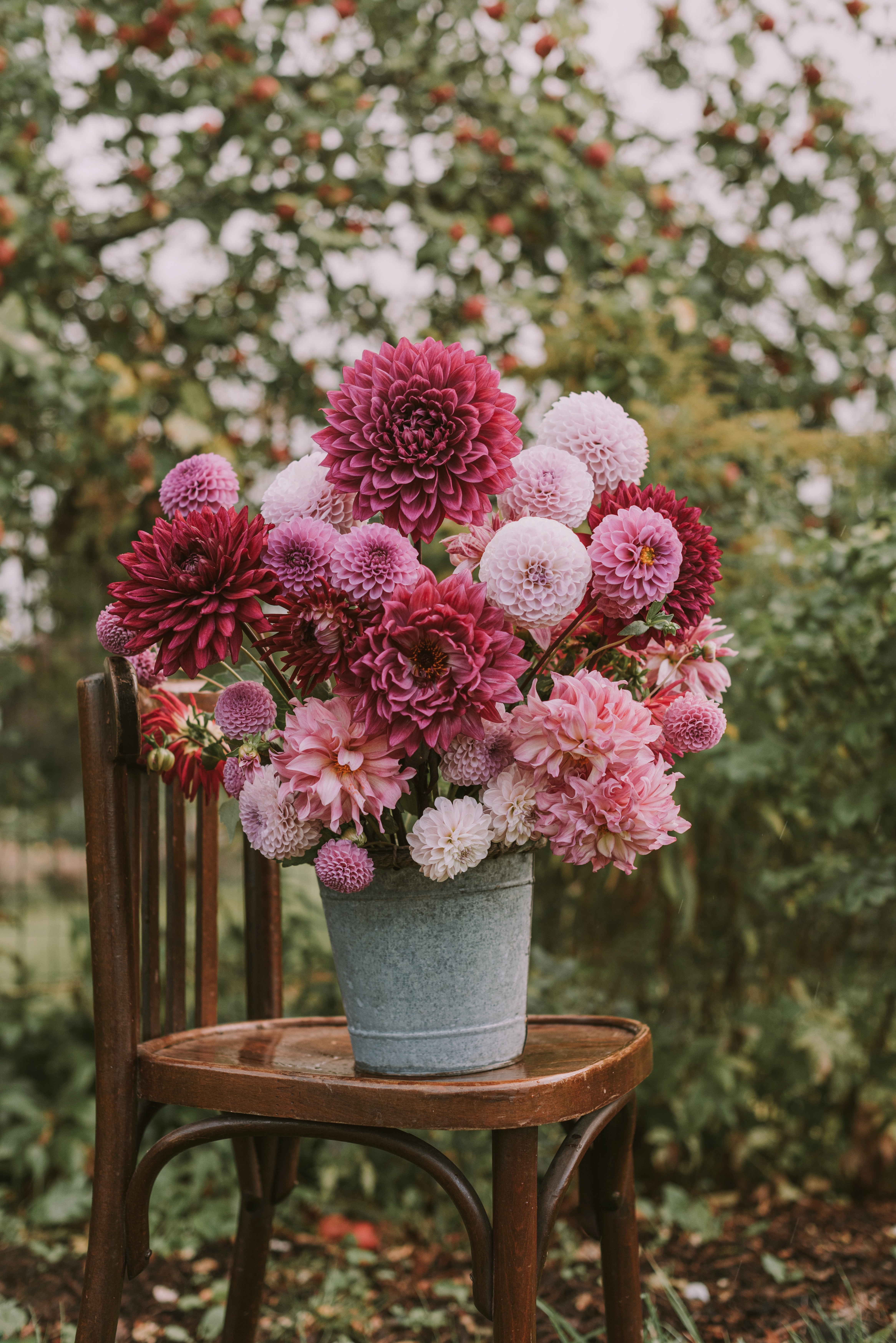flowers, pink, chair, bouquet, composition, pot