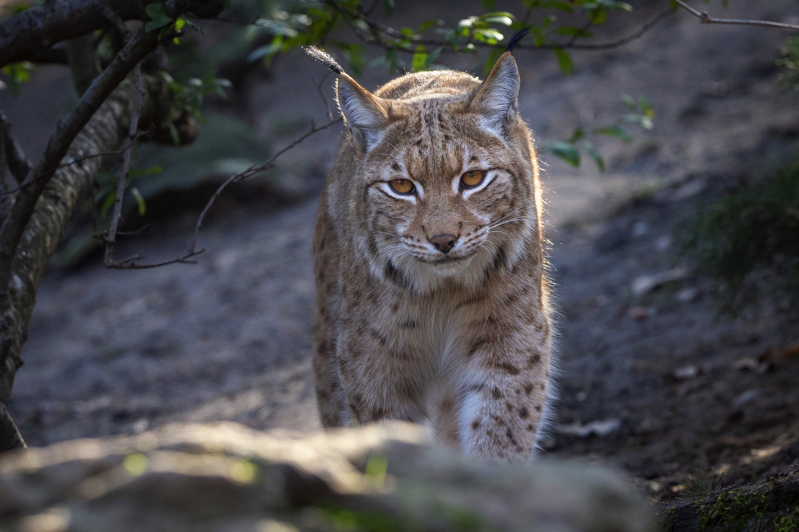 Téléchargez des papiers peints mobile Animaux, Chats, Lynx gratuitement.