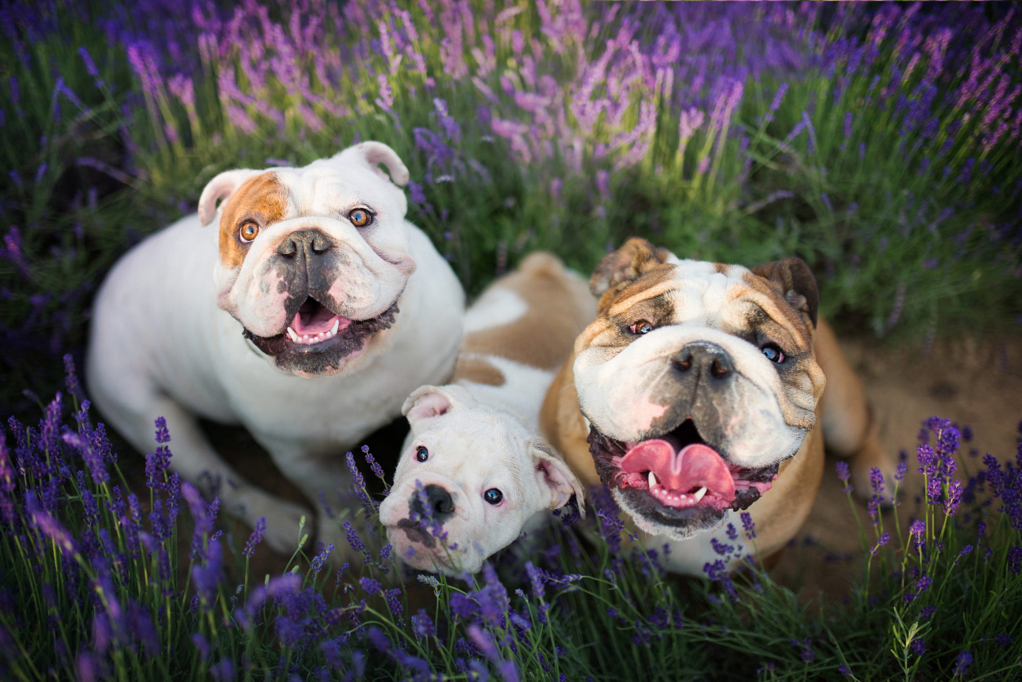 477665壁紙のダウンロード動物, イングリッシュブルドッグ, 犬, 紫色の花-スクリーンセーバーと写真を無料で